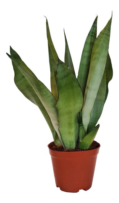 Sensevieria moonshine 40 cm 87920208
