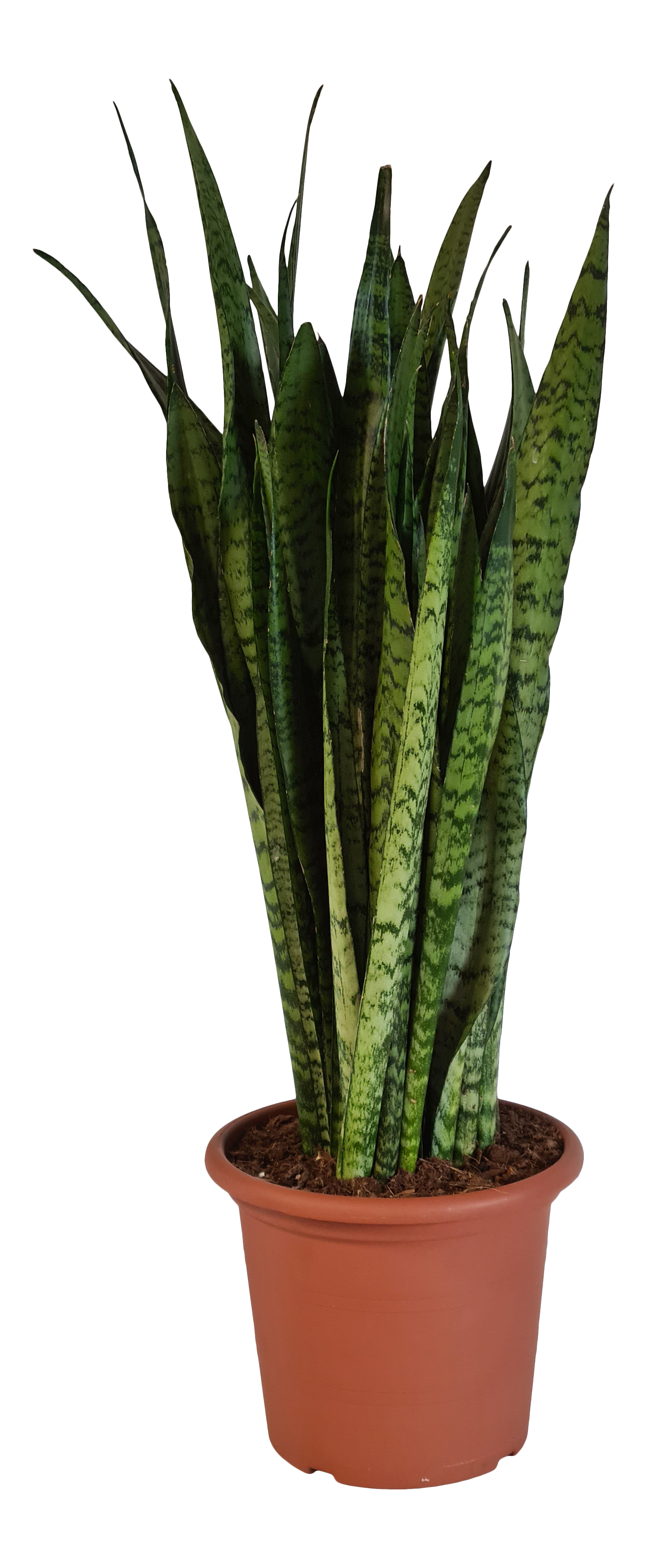 Sensevieria Zeylanica 85 cm