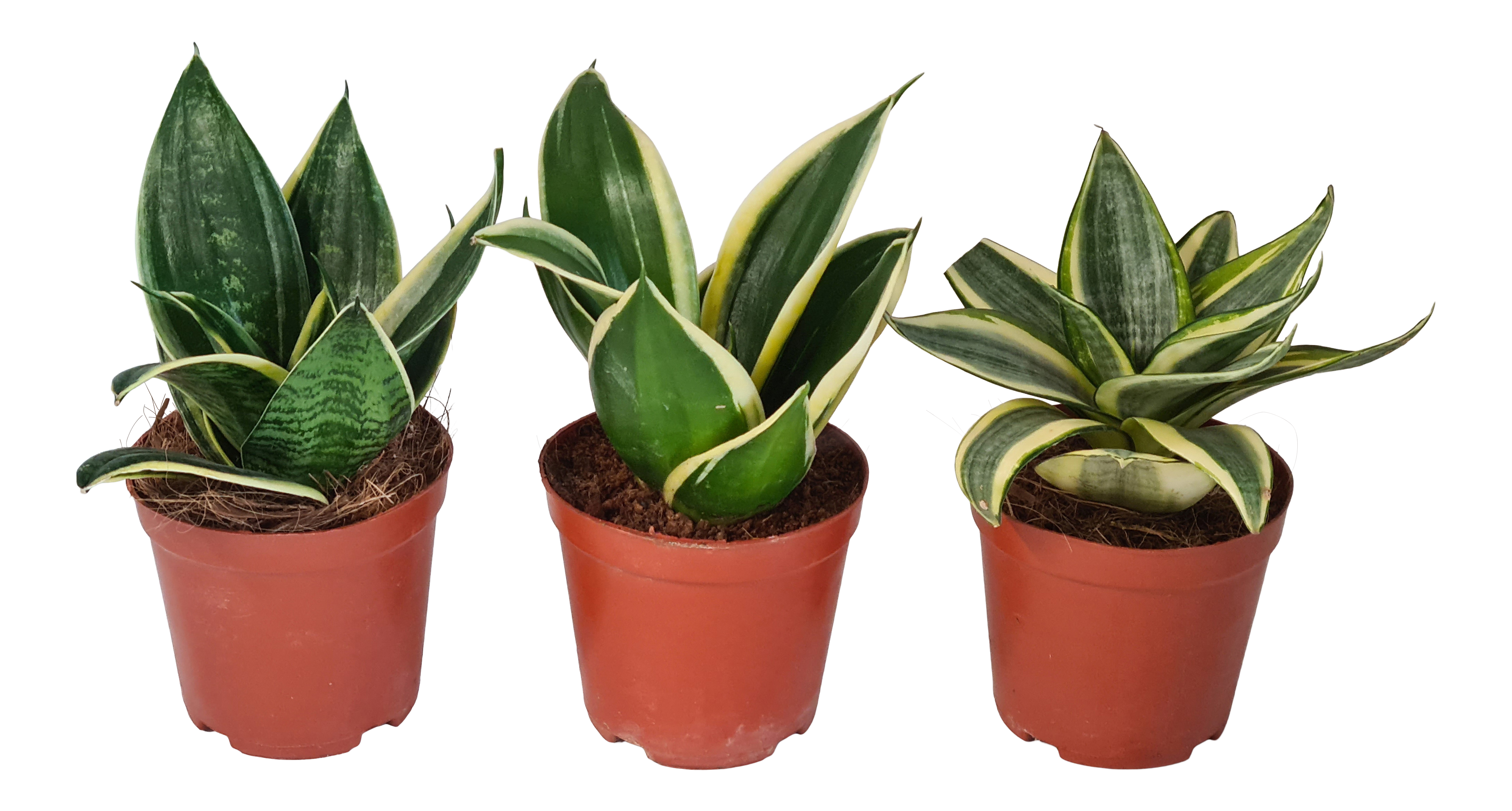 Sensevieria Hahnii mix 25 cm