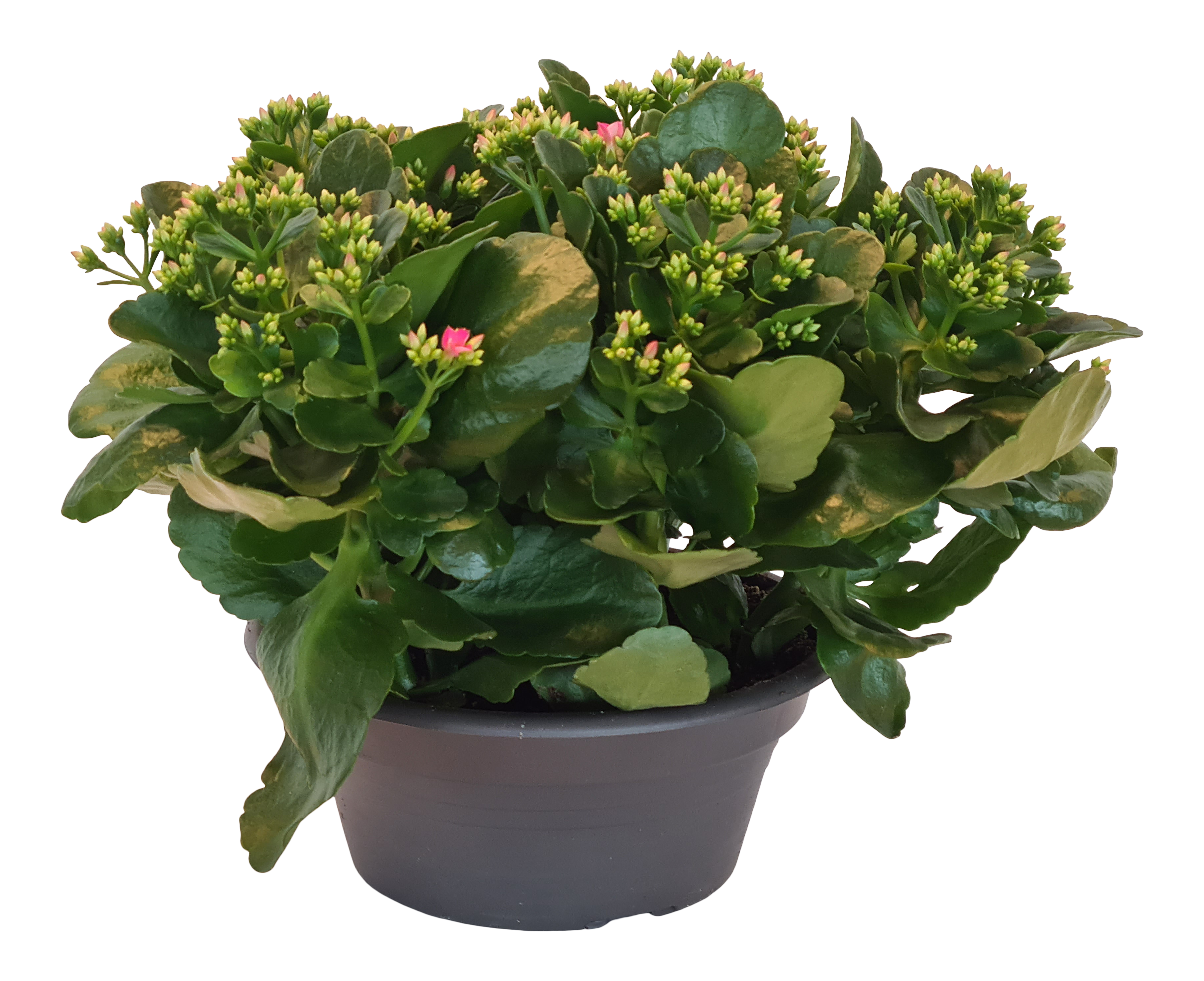 Żyworódka Kalanchoe Bella Rosa 30 cm