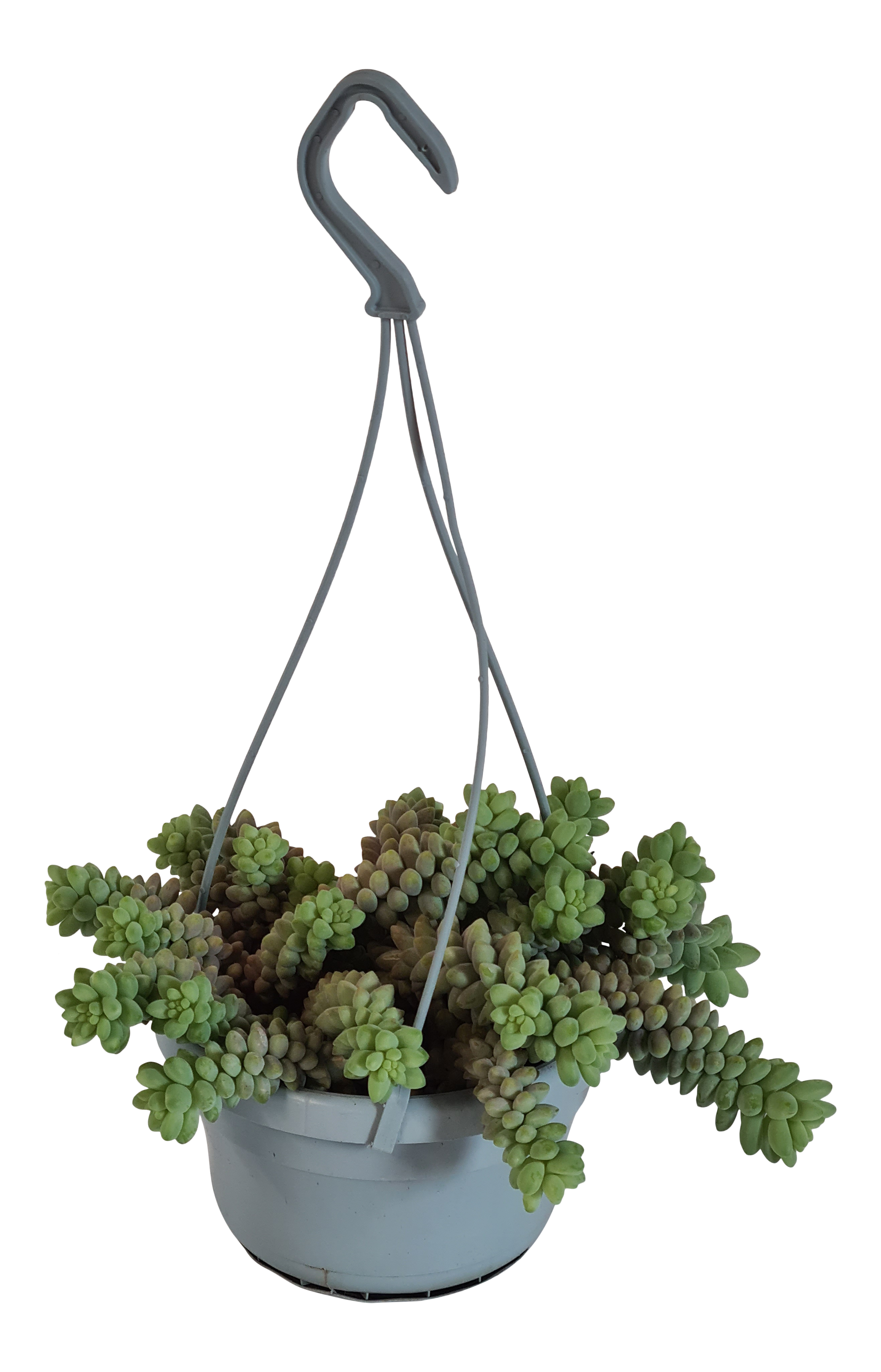 Sedum Burrito 20 cm