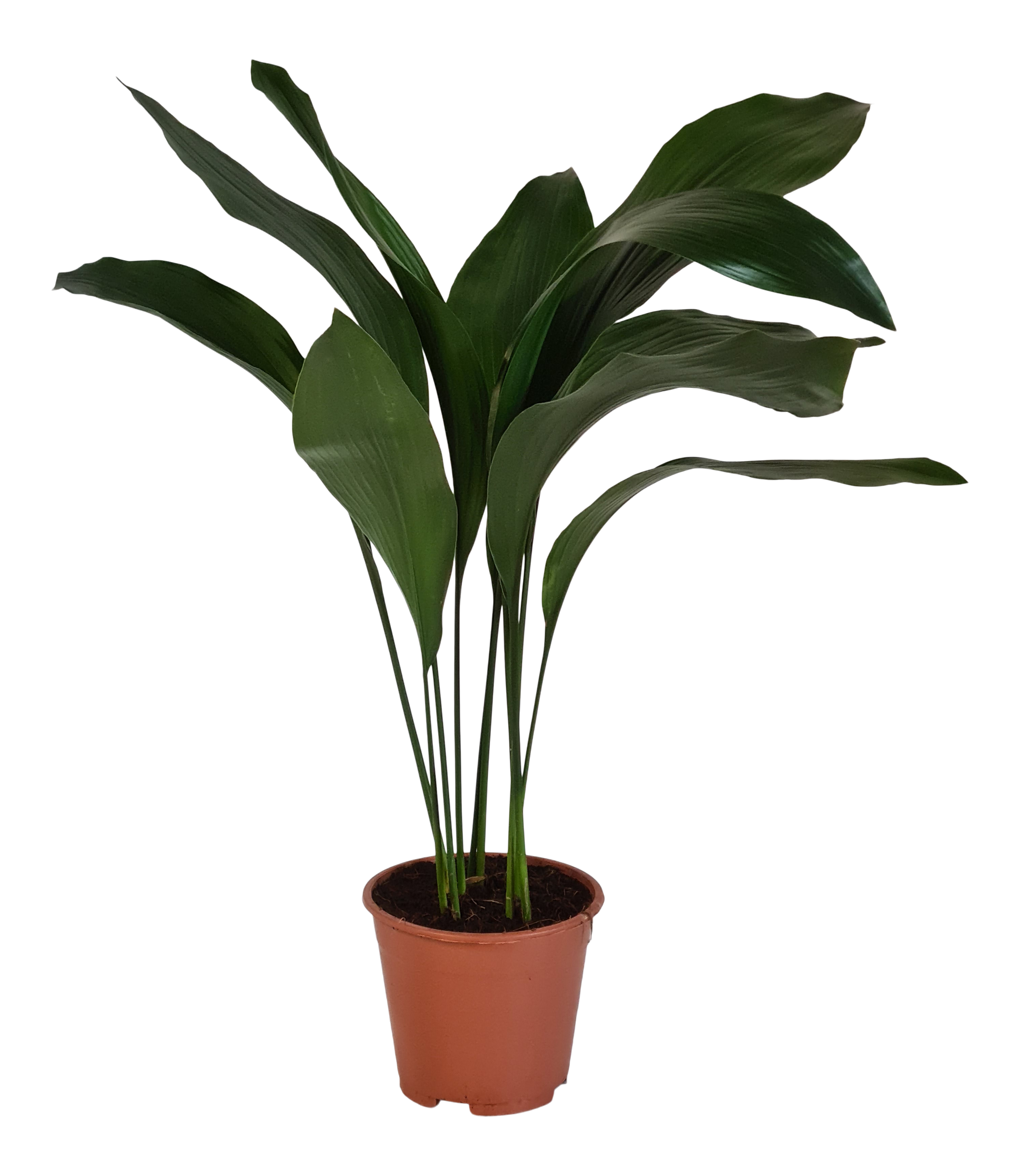 Aspidistra Eliator 60 cm - Leroy Merlin