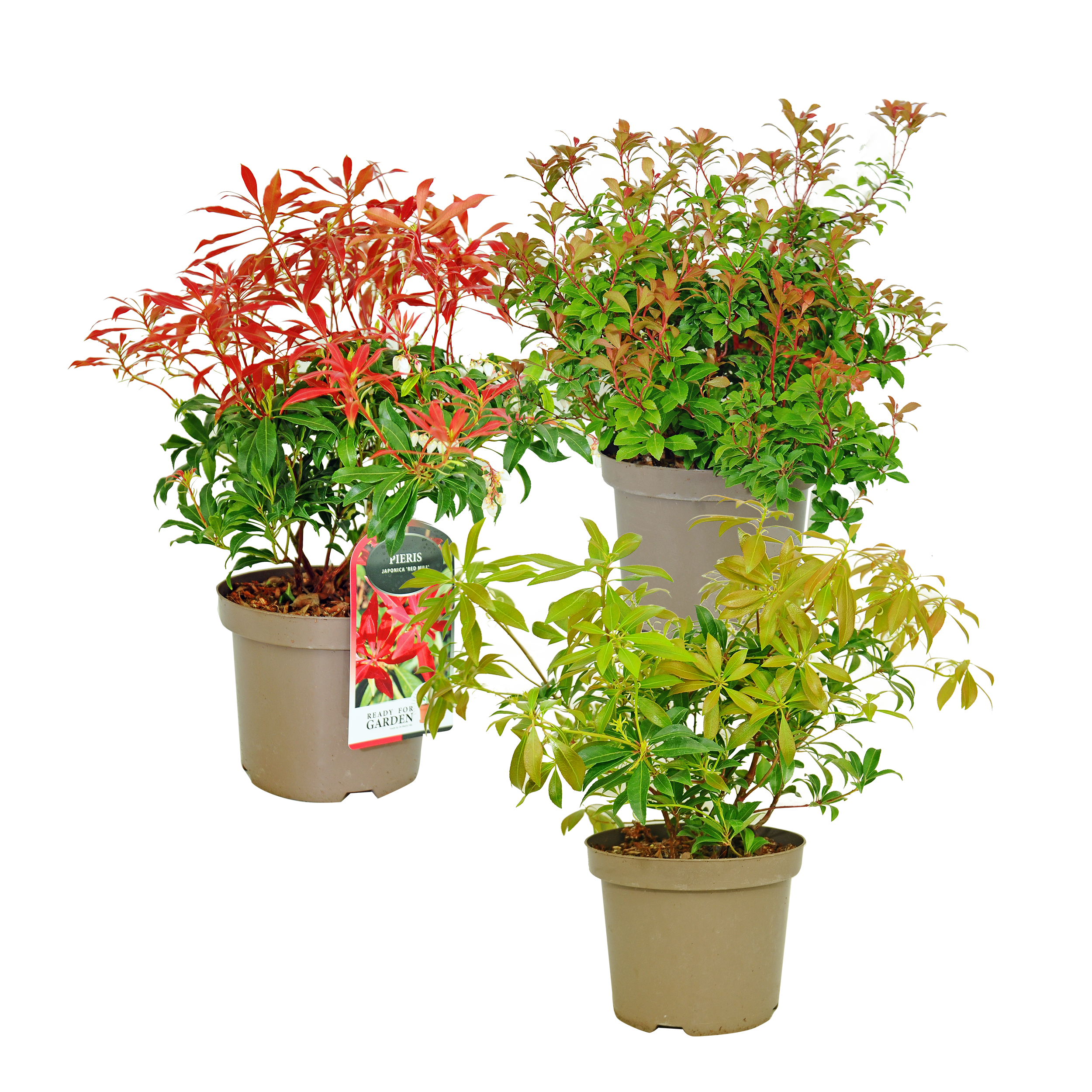 Krzew Pieris 30 cm