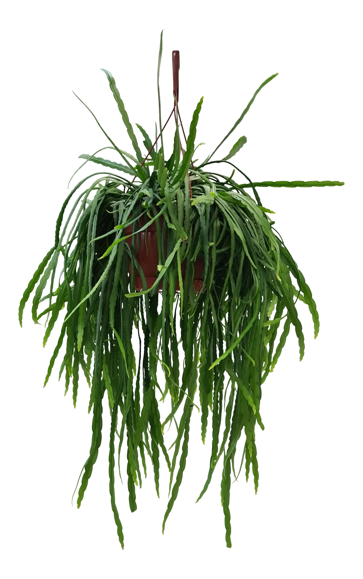 Ripsalis Lepisium mix 45 cm