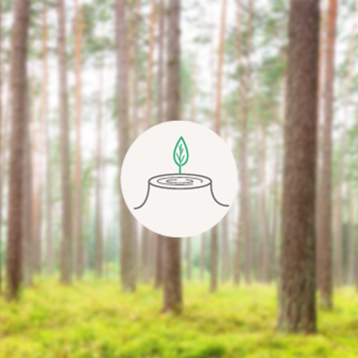 portillon bois forest style