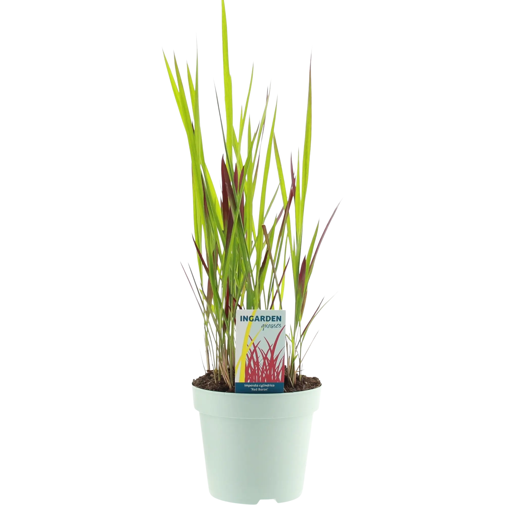 Imperata Cylindrica Red Baron 40-50 cm