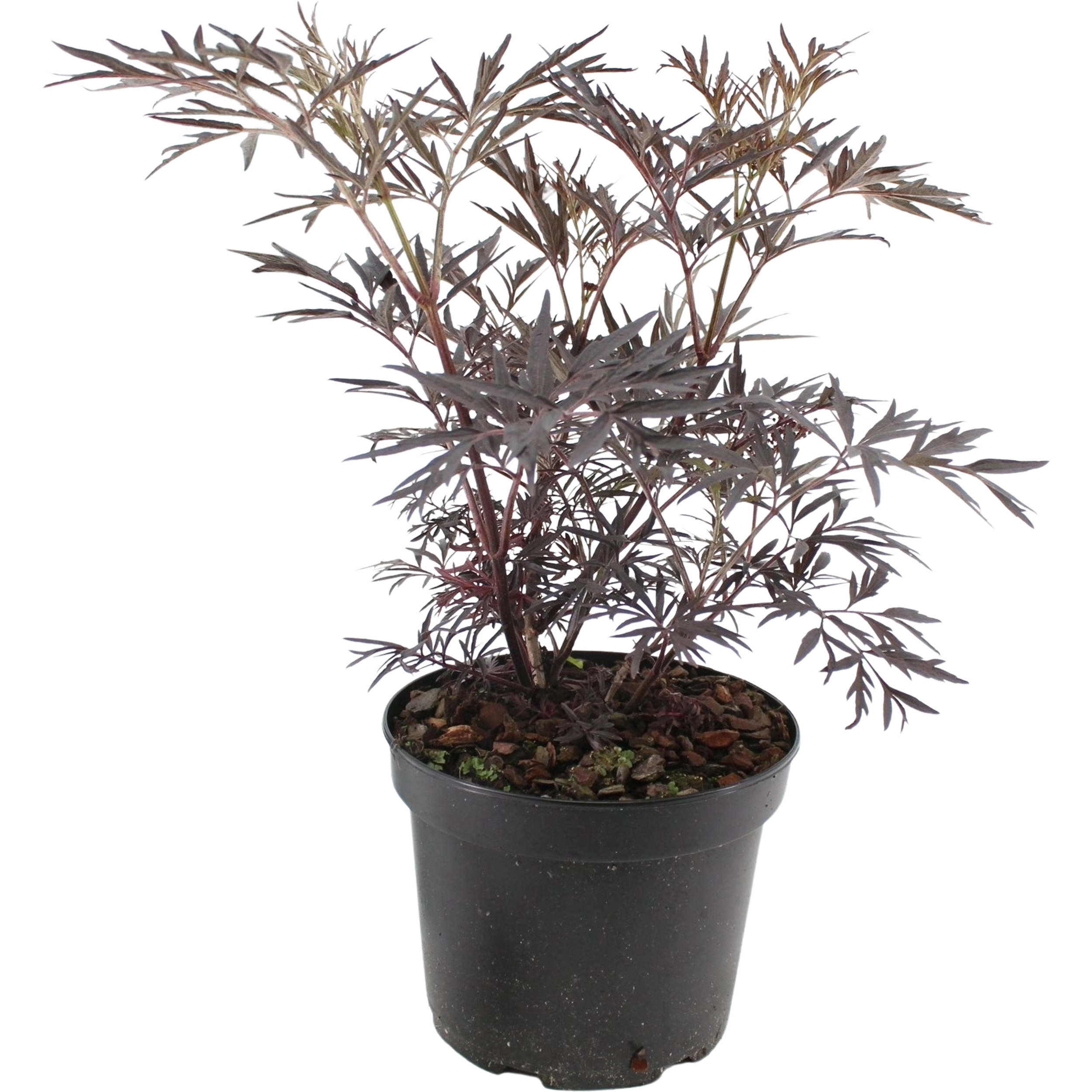 Bez czarny 35-40 cm