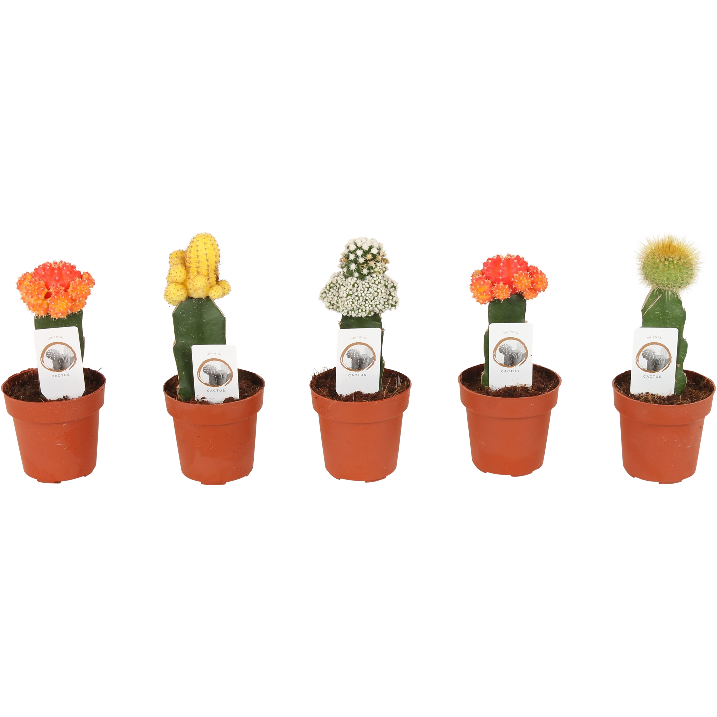 Kaktus mix 20 cm - Leroy Merlin