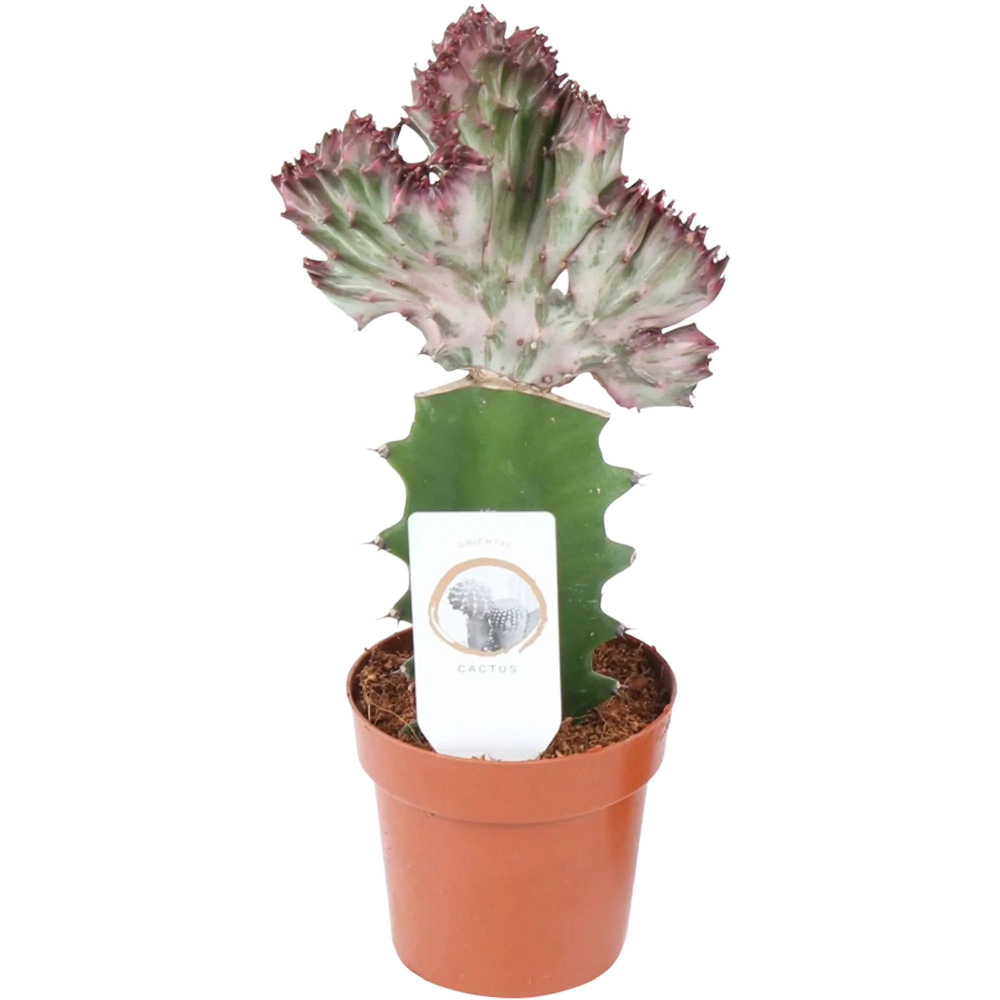 Kaktus mix Euphorbia Lacte 20 cm