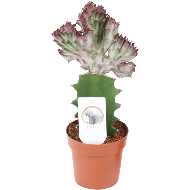 kaktus euphorbia acrurensis Cowboy Cactus - Euphorbia acrurensis main image 0
