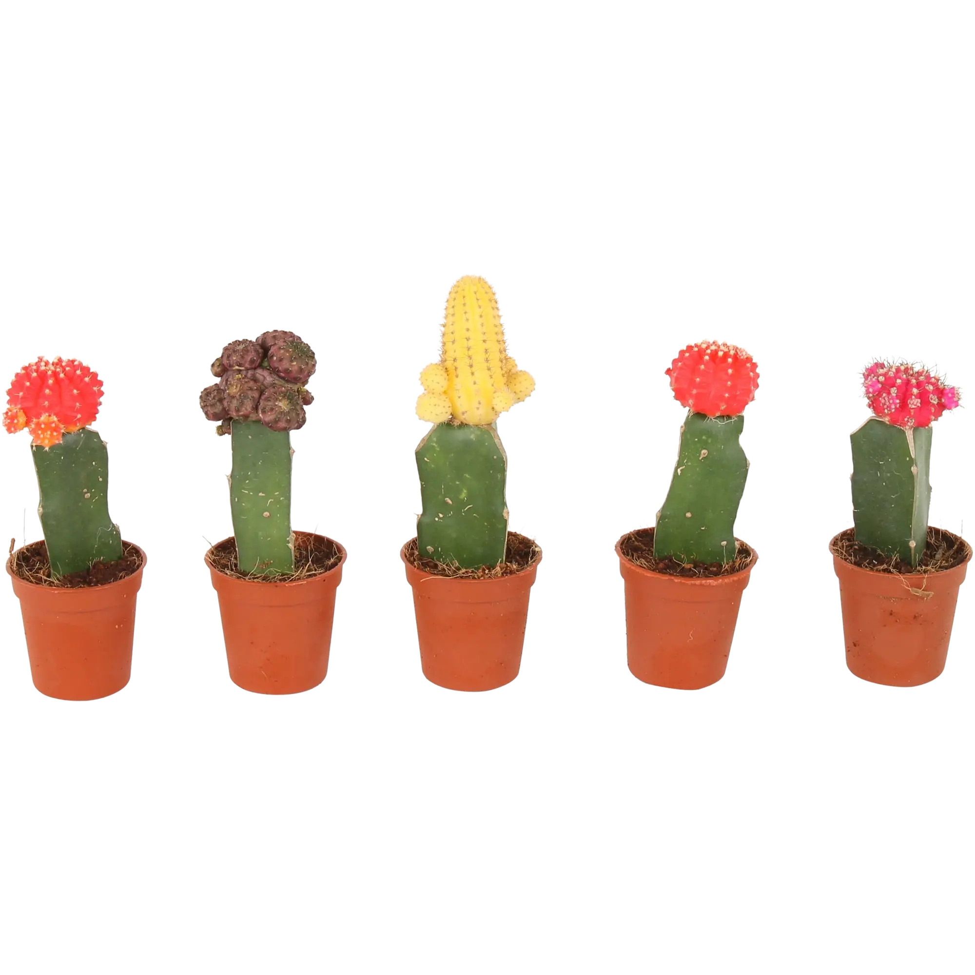 Kaktus mix 15 cm - Leroy Merlin