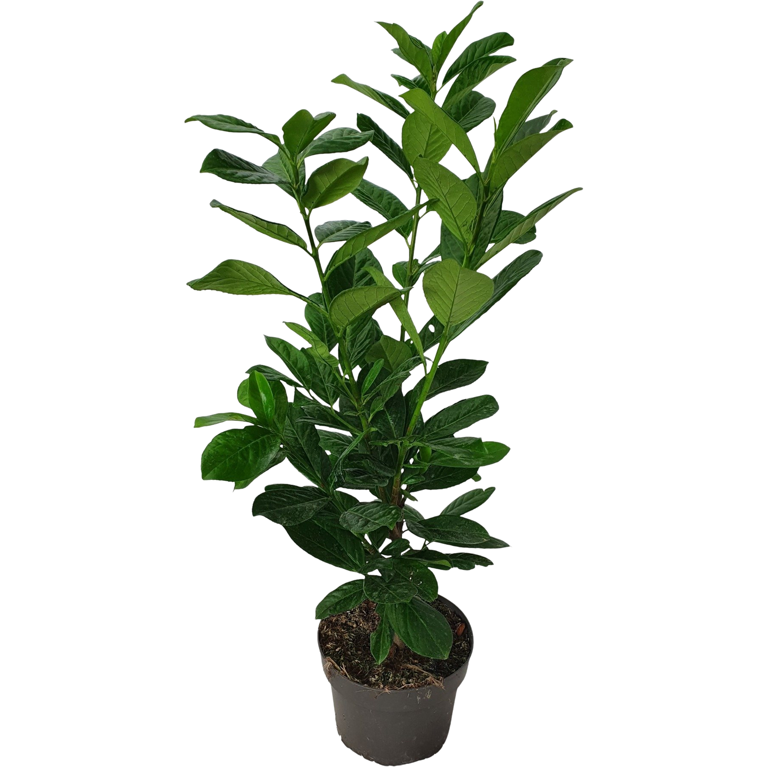 Laurowiśnia Novita 60-70 cm