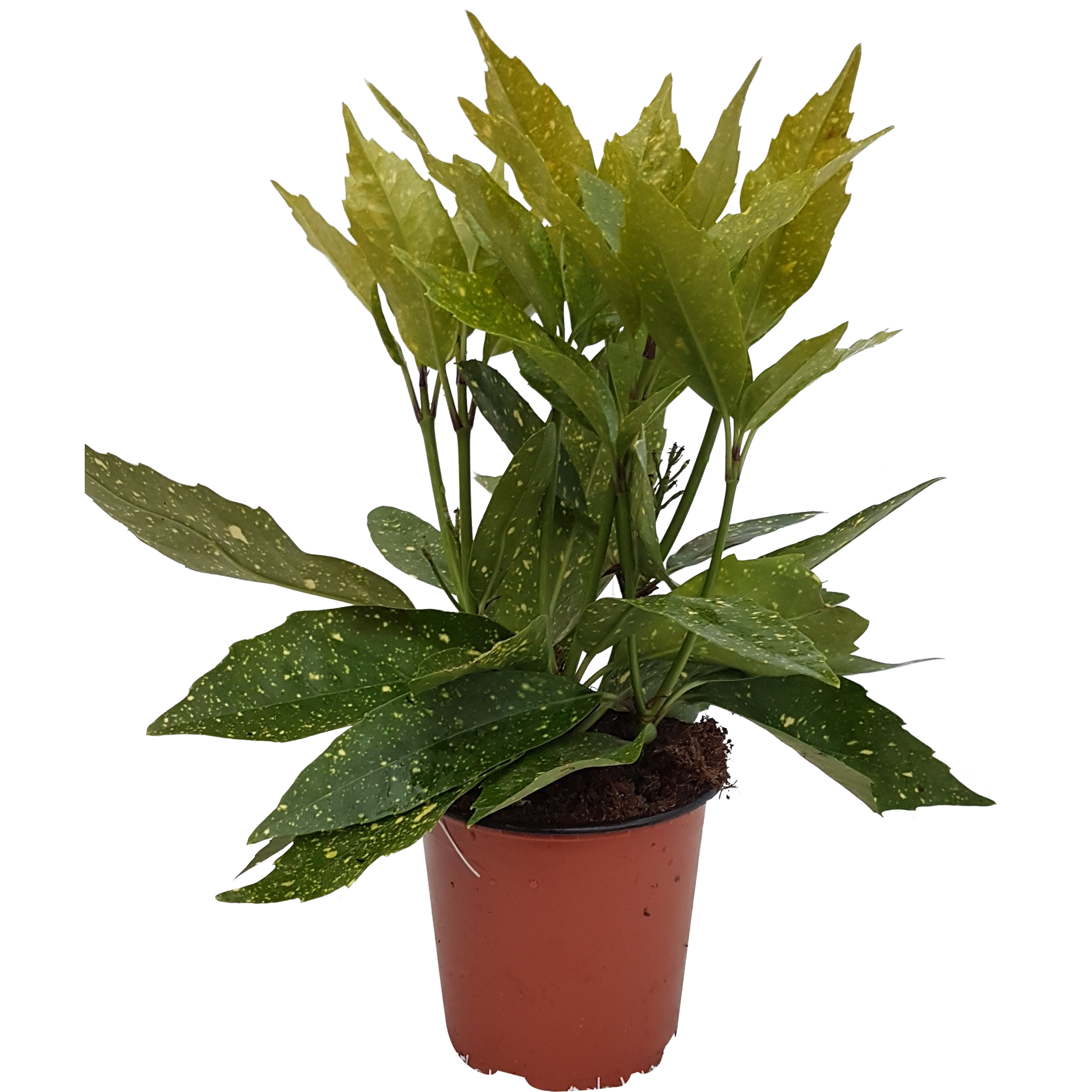 Aucuba japońska 20-25 cm