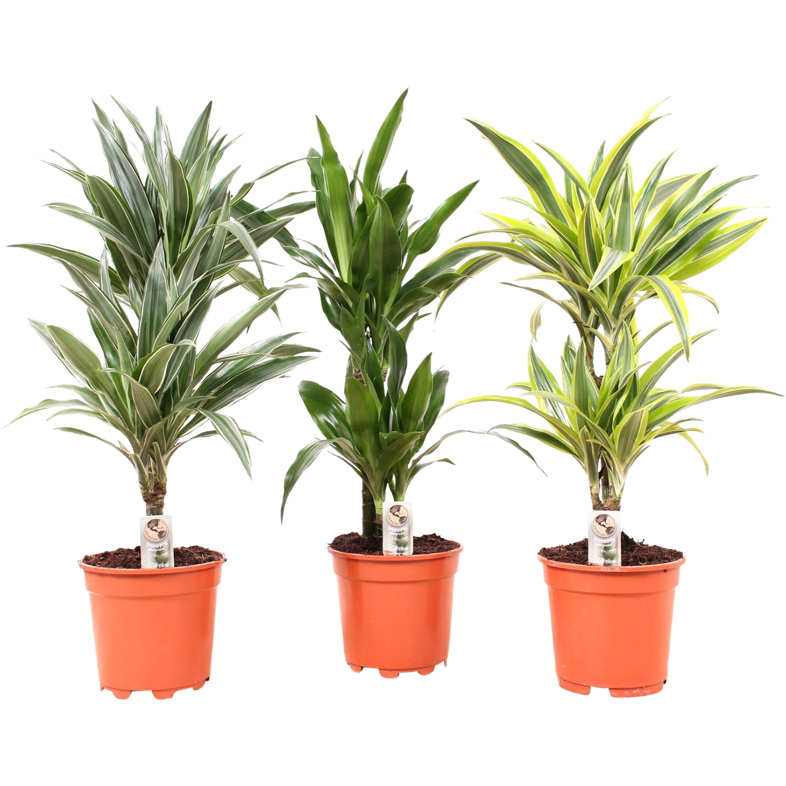 Dracena Deremensis mix 60-70 cm - Leroy Merlin