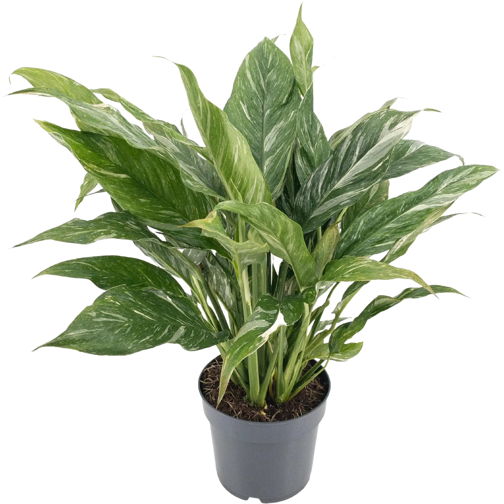Skrzydłokwiat Diamond Variegata 40-45 cm