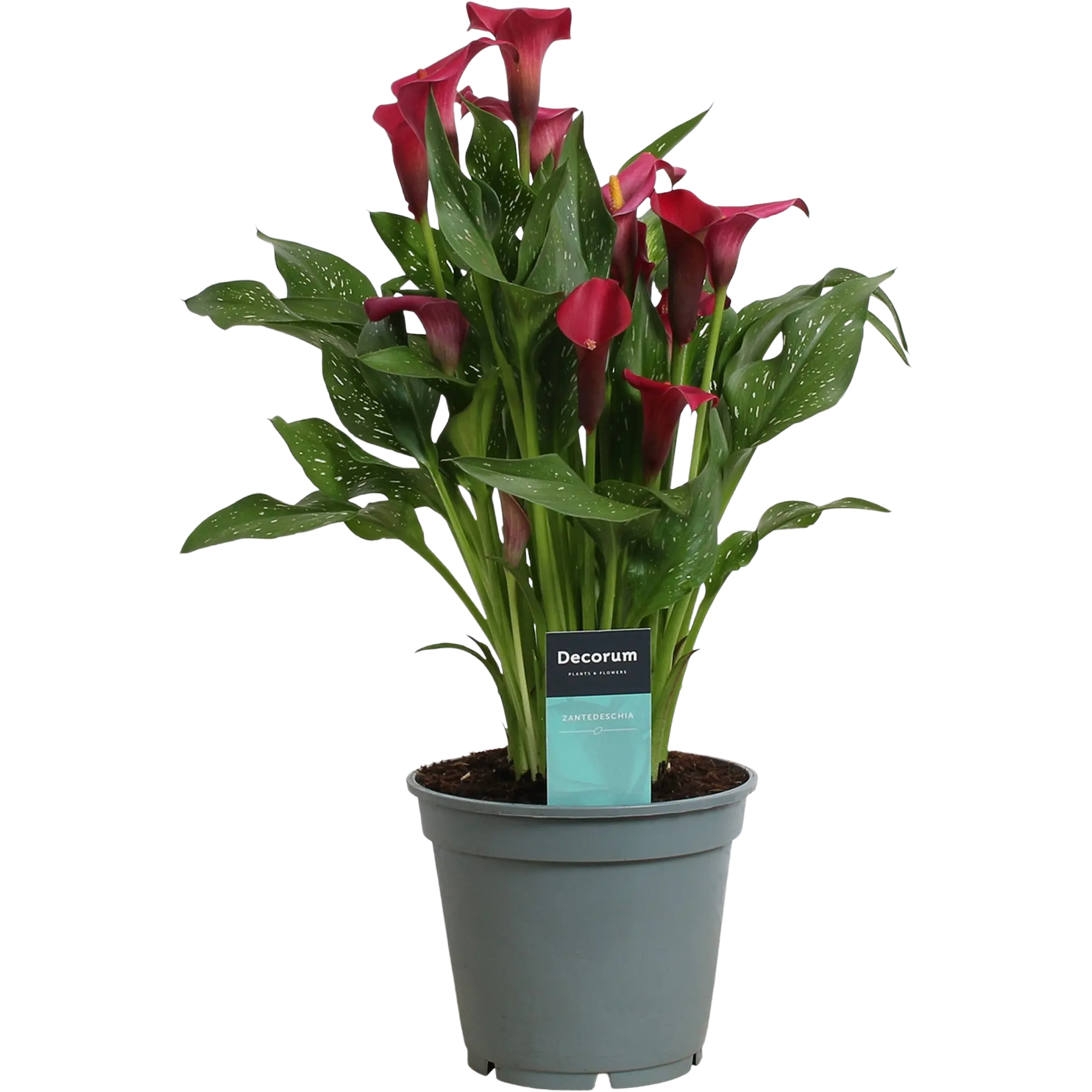Zantedeschia 50 cm