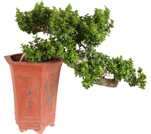 Drzewa bonsai | Leroy Merlin