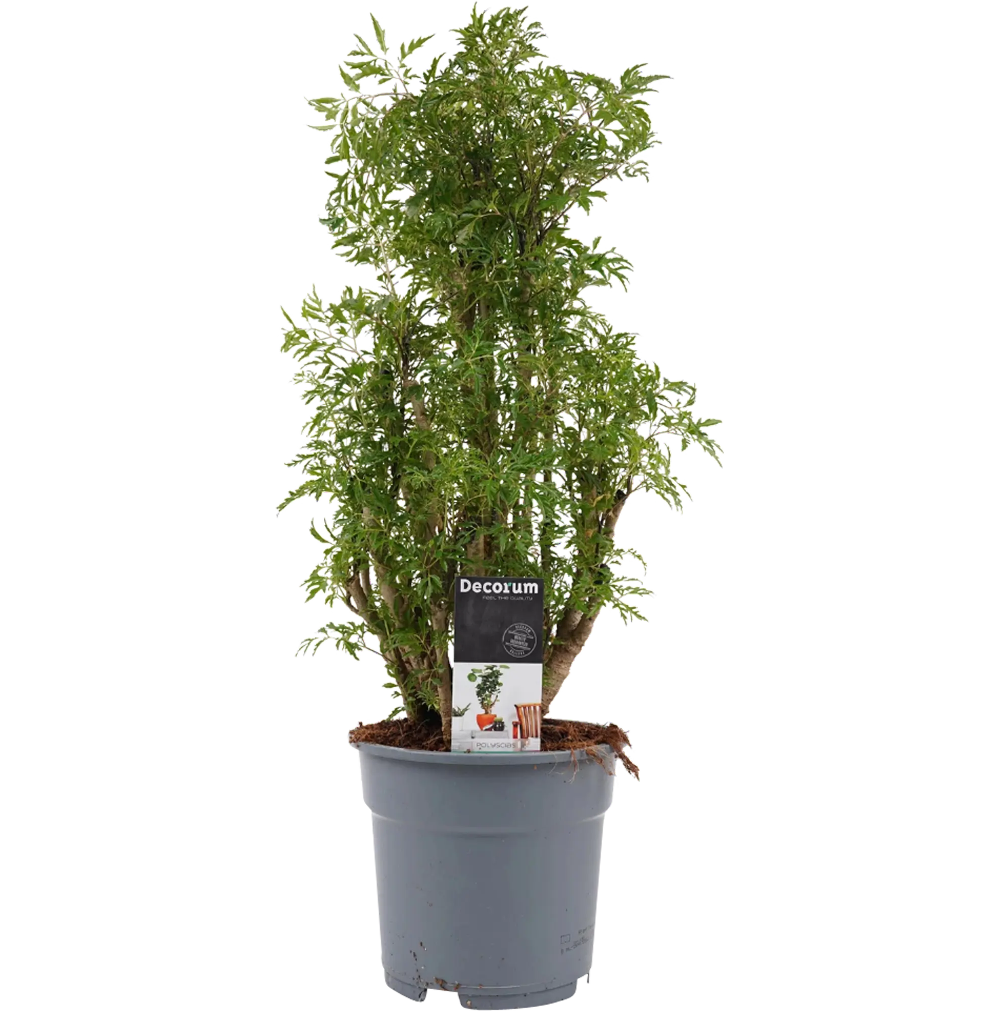 Polyscias Ming 80-90 cm