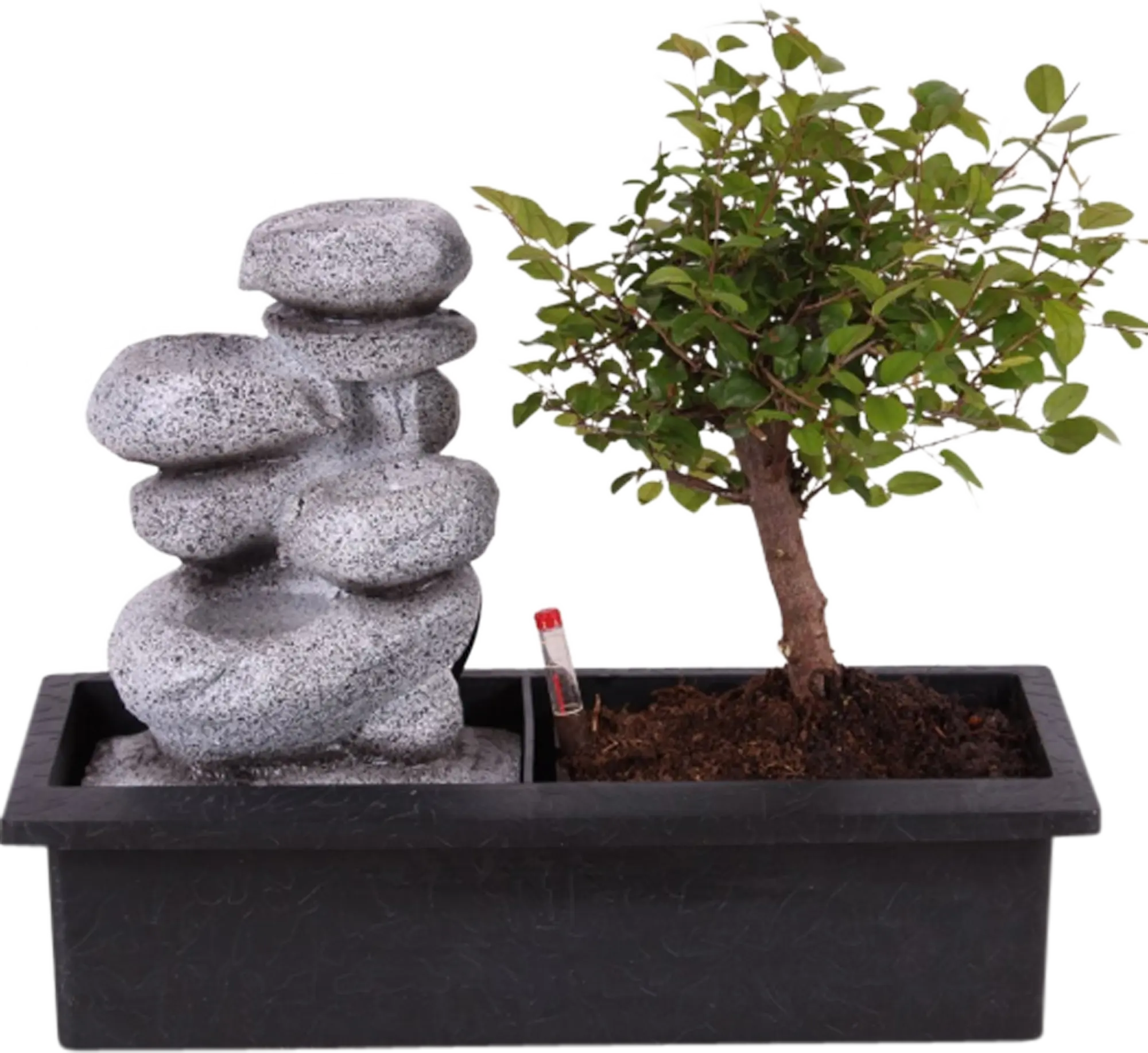 Bonsai Easy Care mix 40 cm