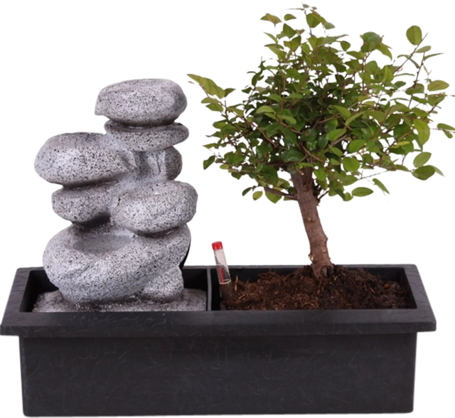 Bonsai drzewka | Leroy Merlin