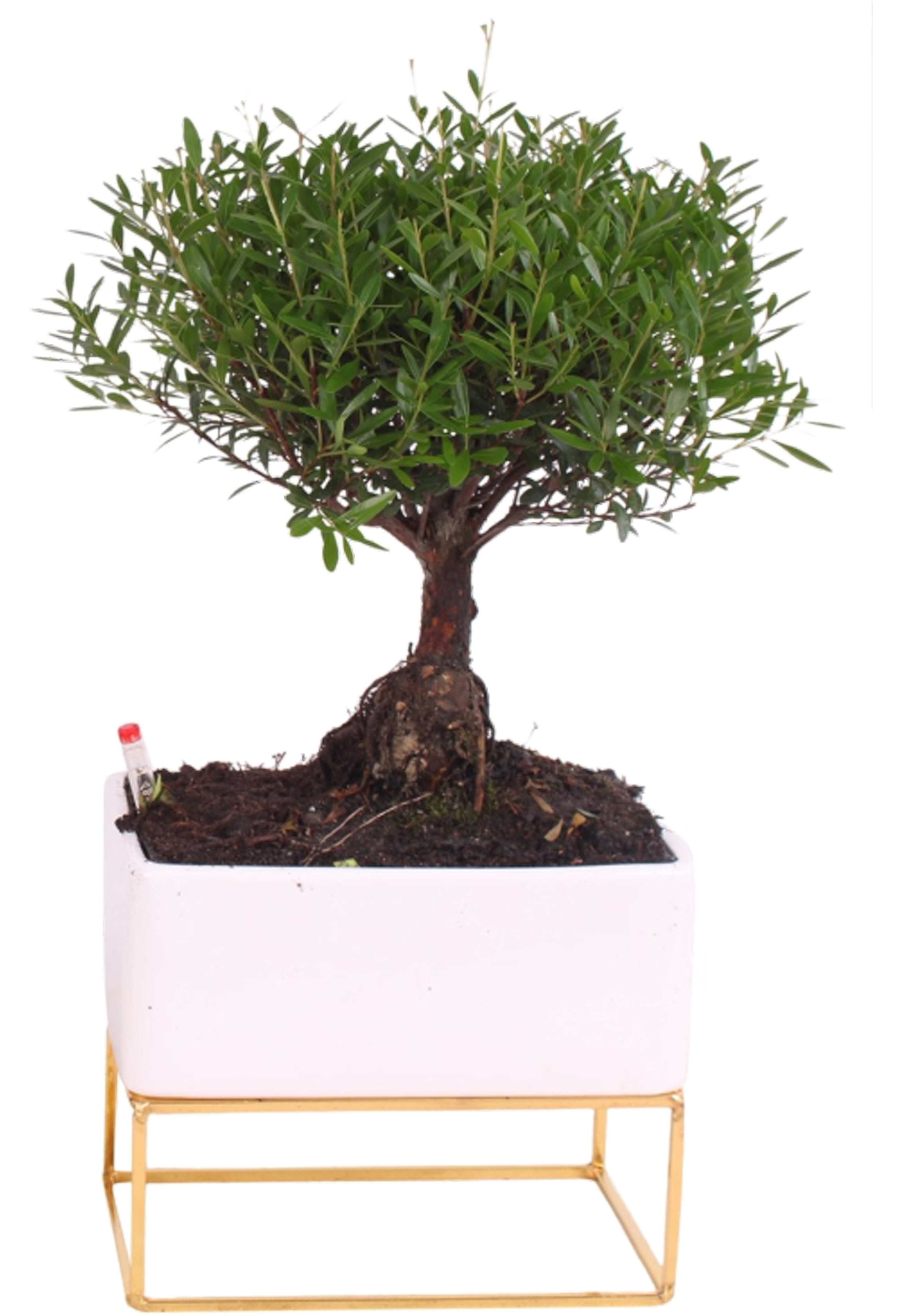 Bonsai Easy Care mix 45 cm