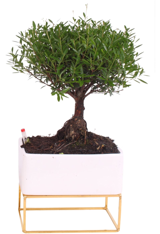 Bonsai Easy Care mix 45 cm
