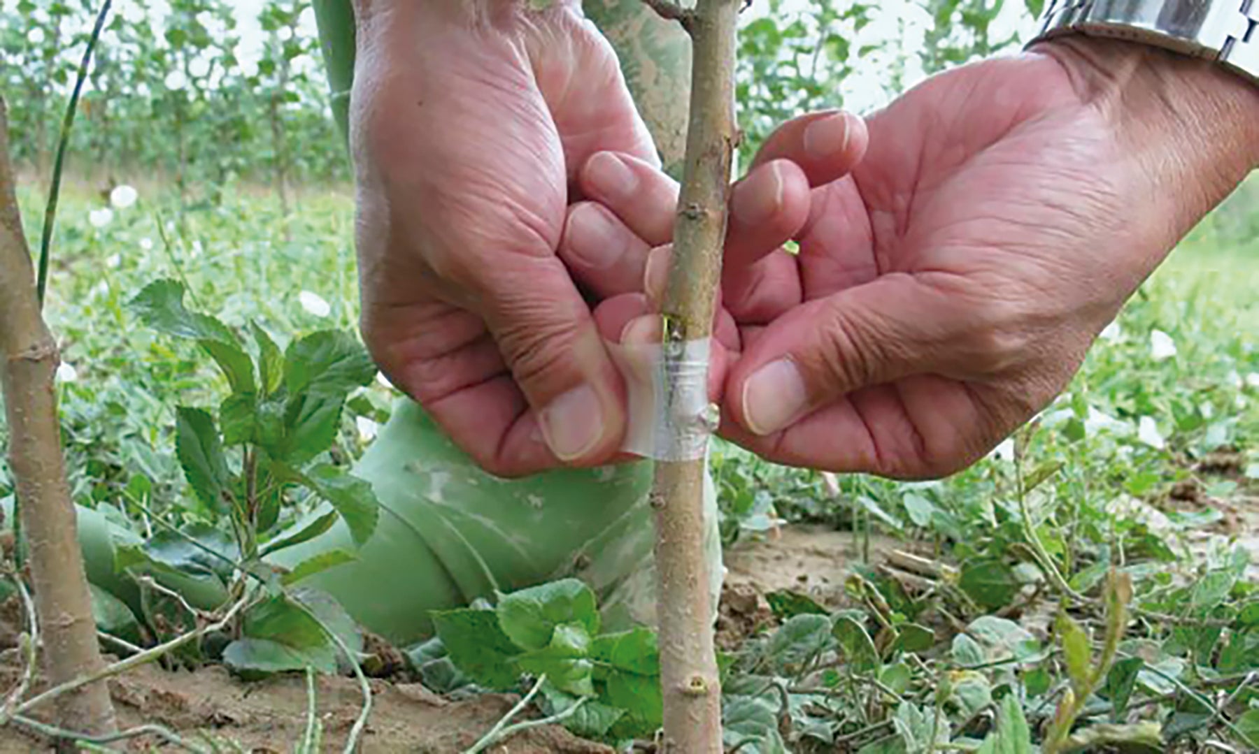 Cinta para injertar plantas de pvc 10 mm - 3