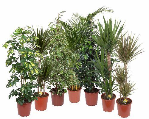 buy moringa plant Moringa Oleifera Seeds – Tropical Superfood Tree – Jerra's Garden main image 1