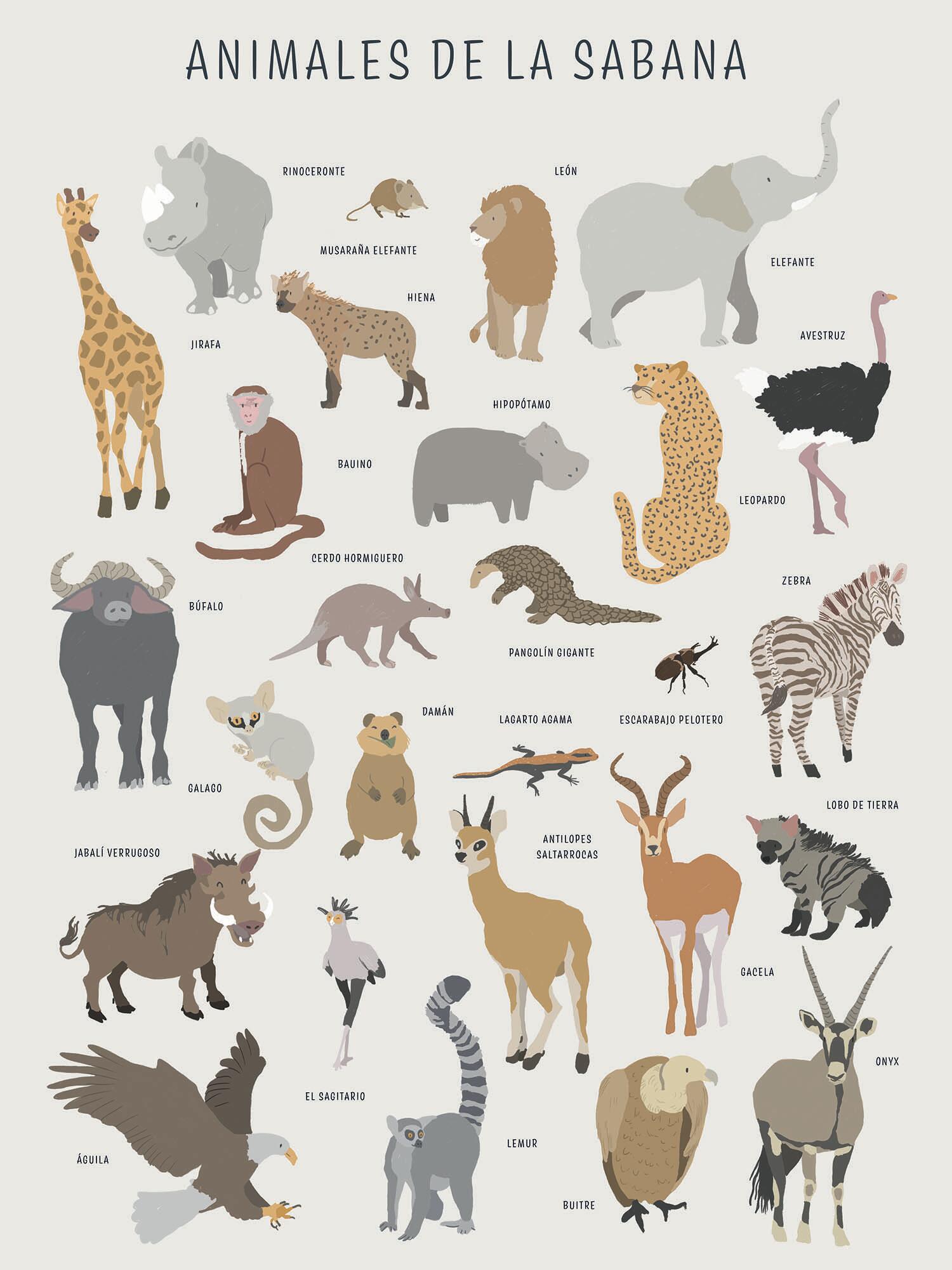 3 Láminas Infantil rectangular de 30 x 40 cm. Papel Animales Del Mundo multicolor - 8