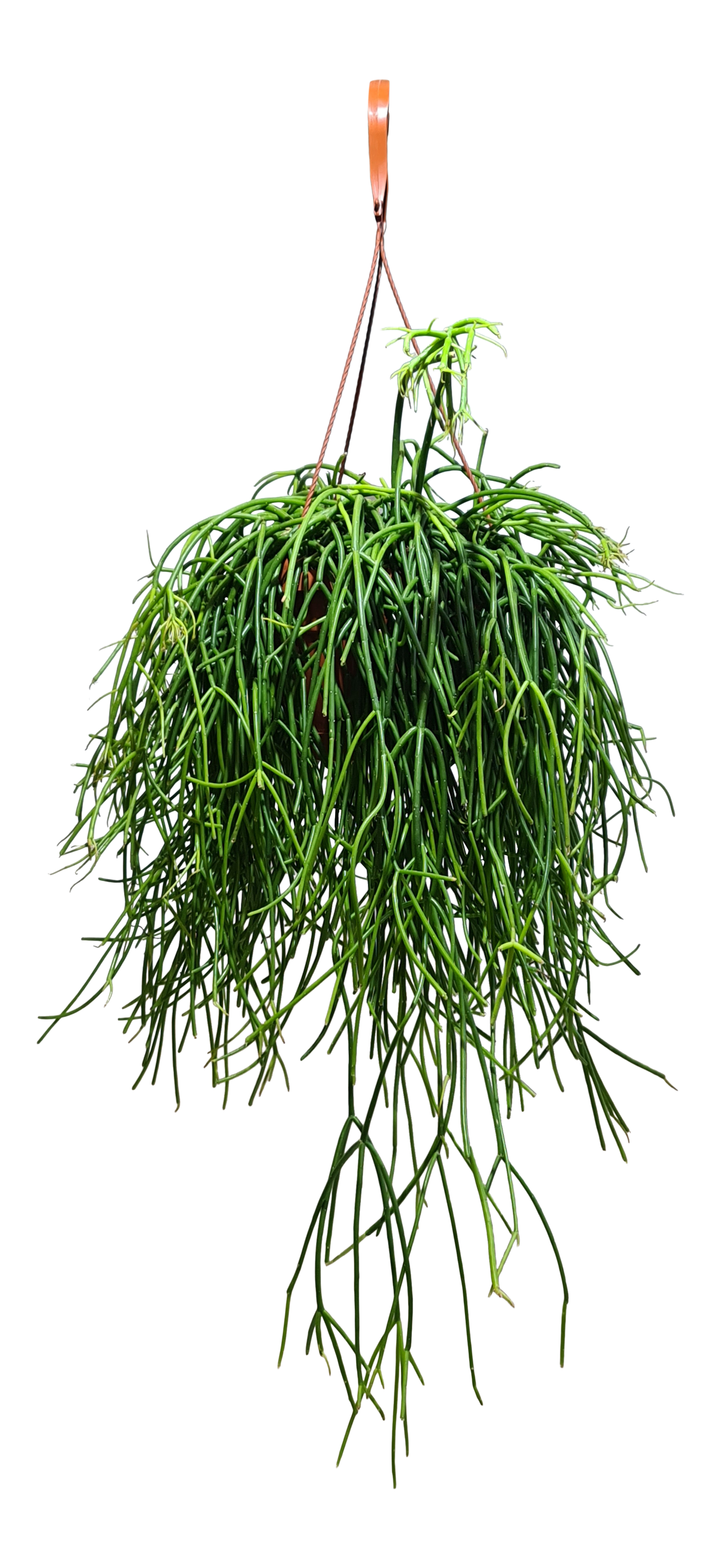 Ripsalis Lepisium mix 40 cm