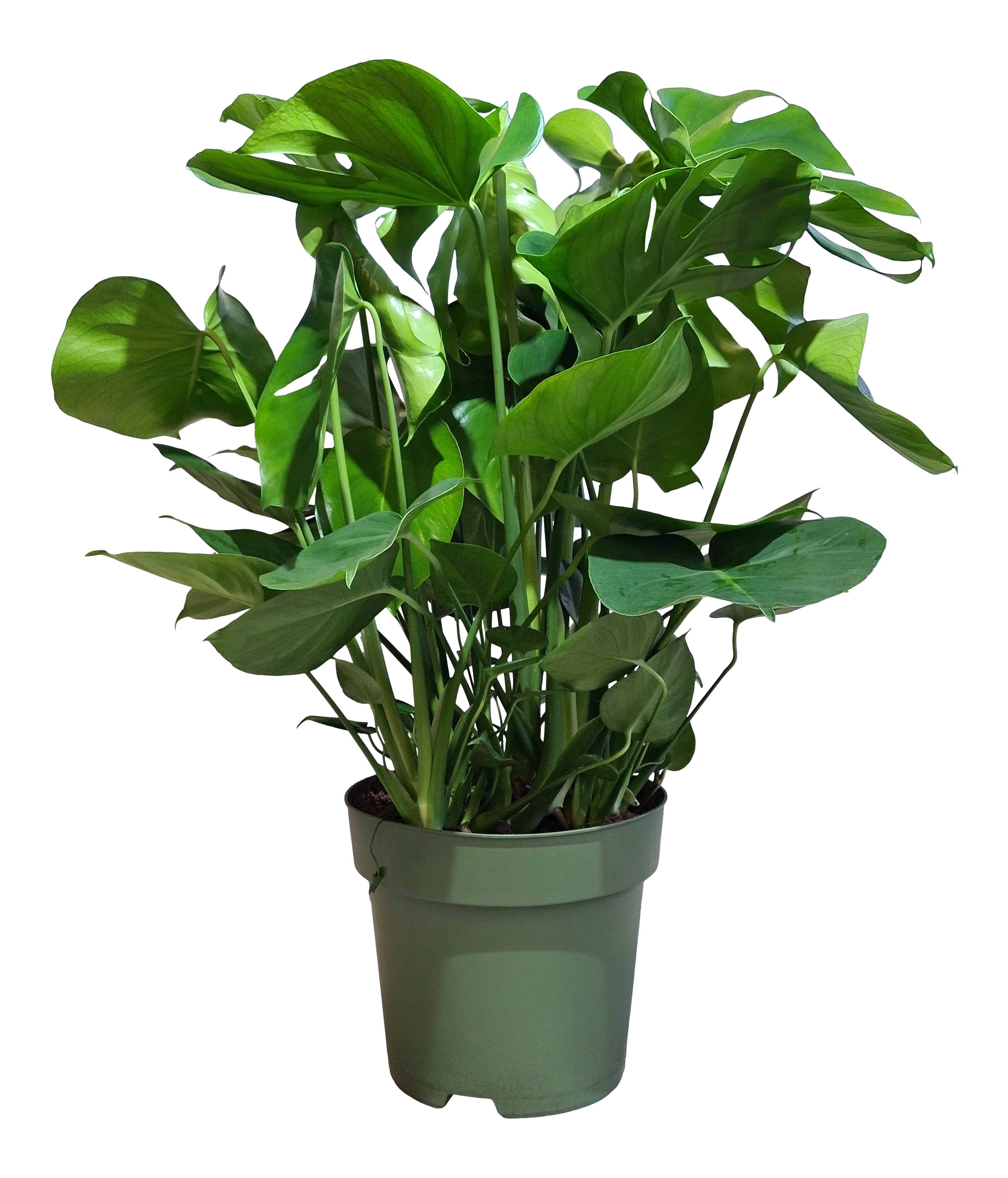 Monstera Deliciosa 100 cm - Leroy Merlin