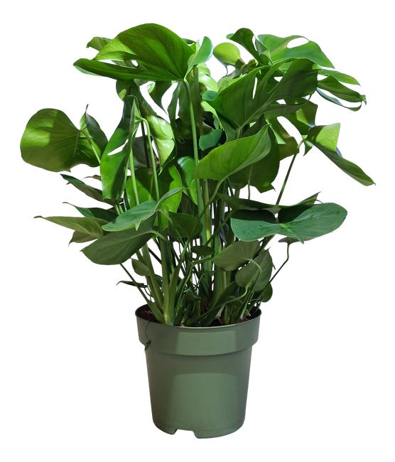 Monstera deliciosa 100 cm 88486917