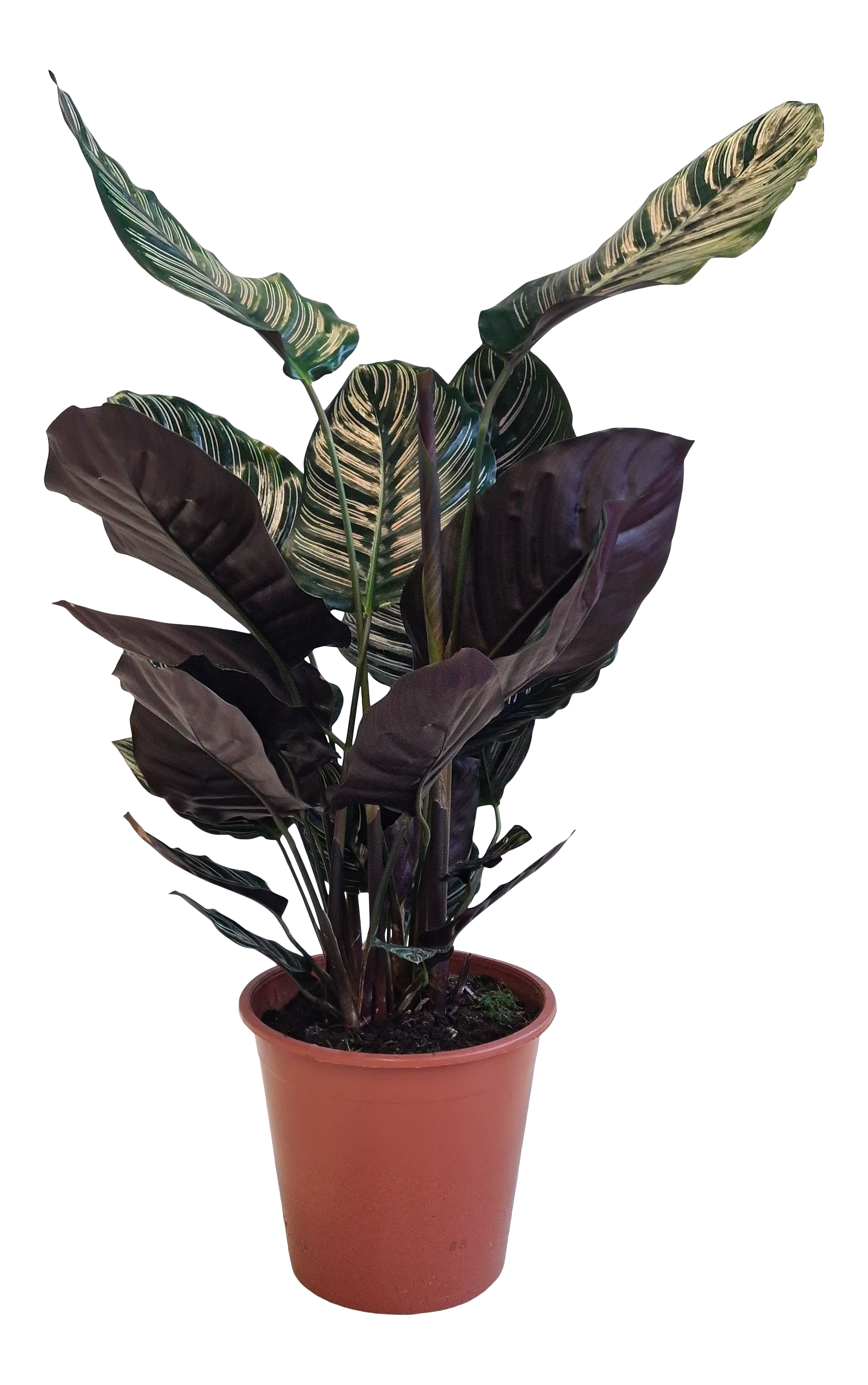 Kalatea Ornata 70-85 cm