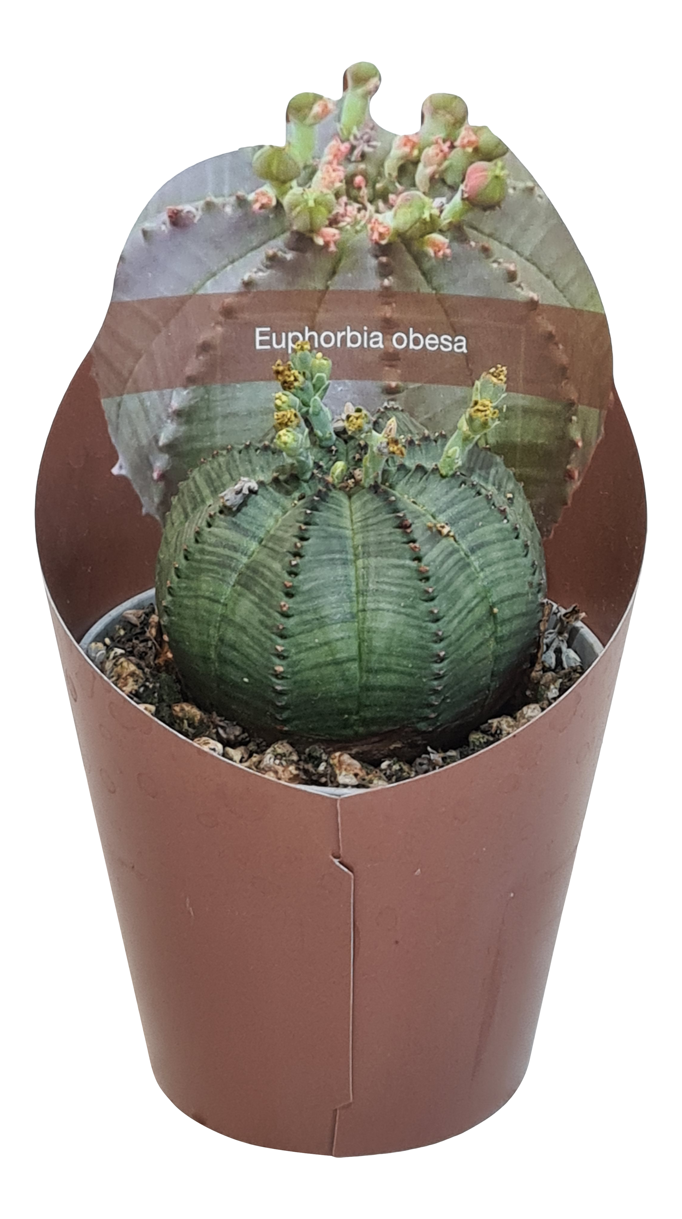 Wilczomlecz Euphorbia Obesa 8 cm