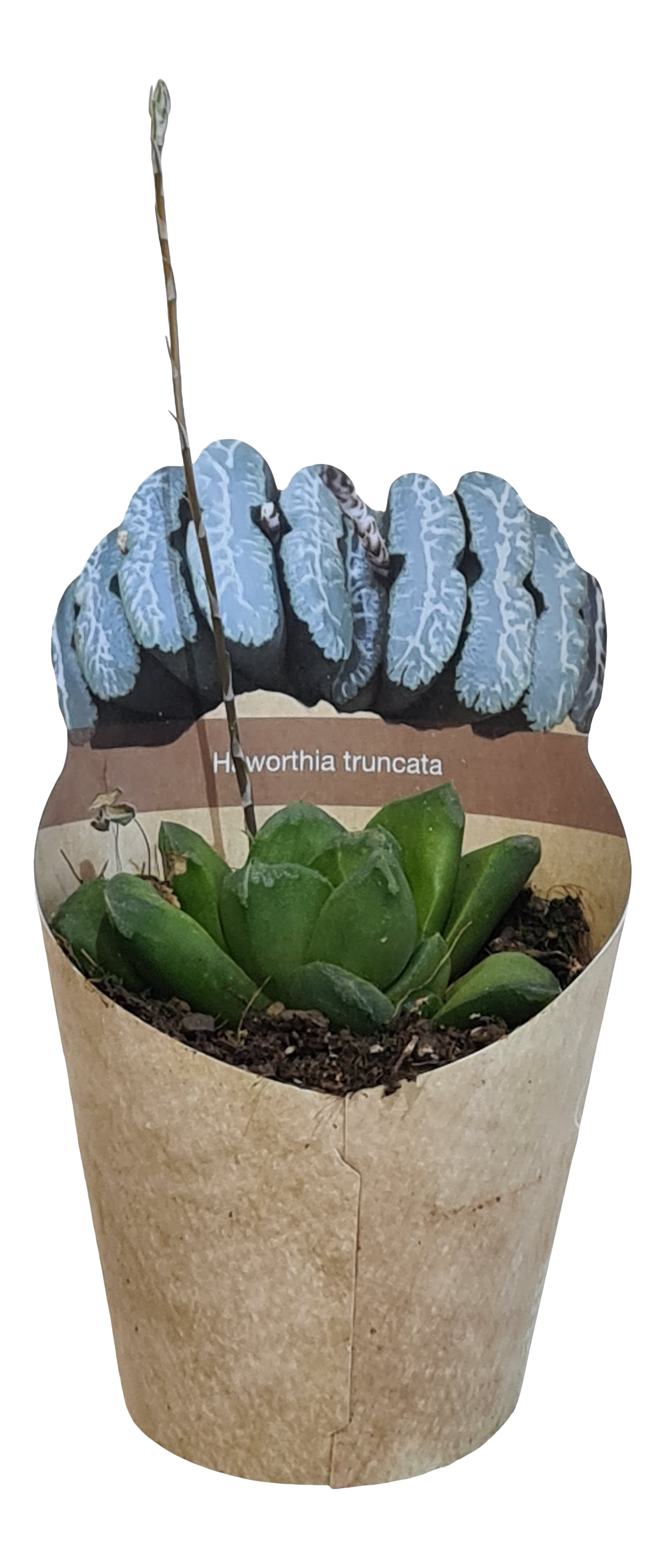 Haworsja Truncata 8 cm