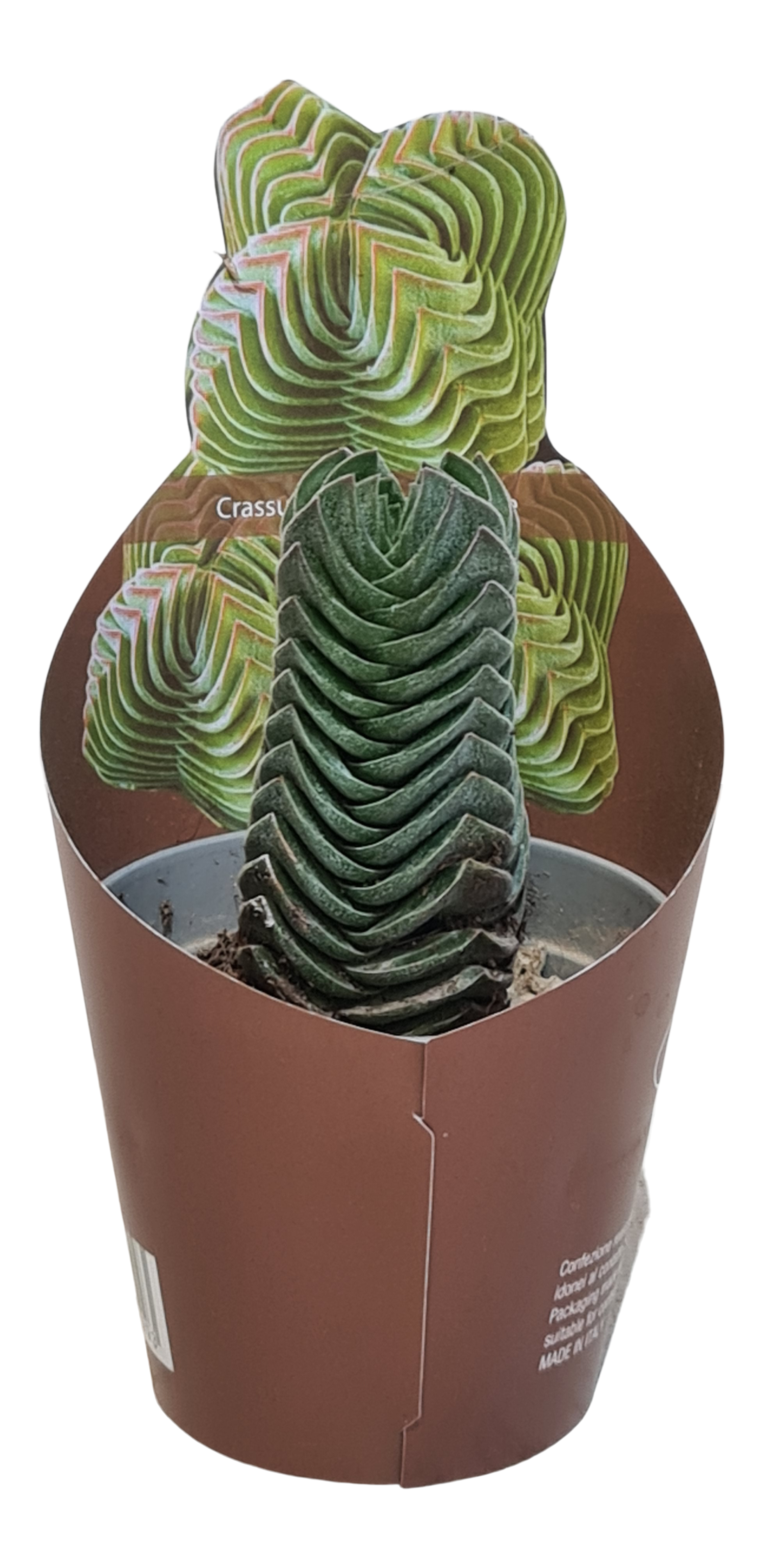 Grubosz Buddha Temple 20 cm