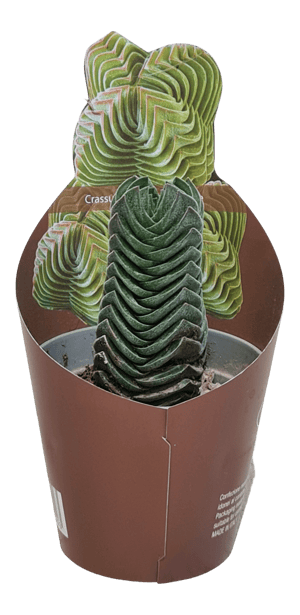 howea forsteriana kentia palm care Buy Howea forsteriana Kentia Sentry Paradise Palm
