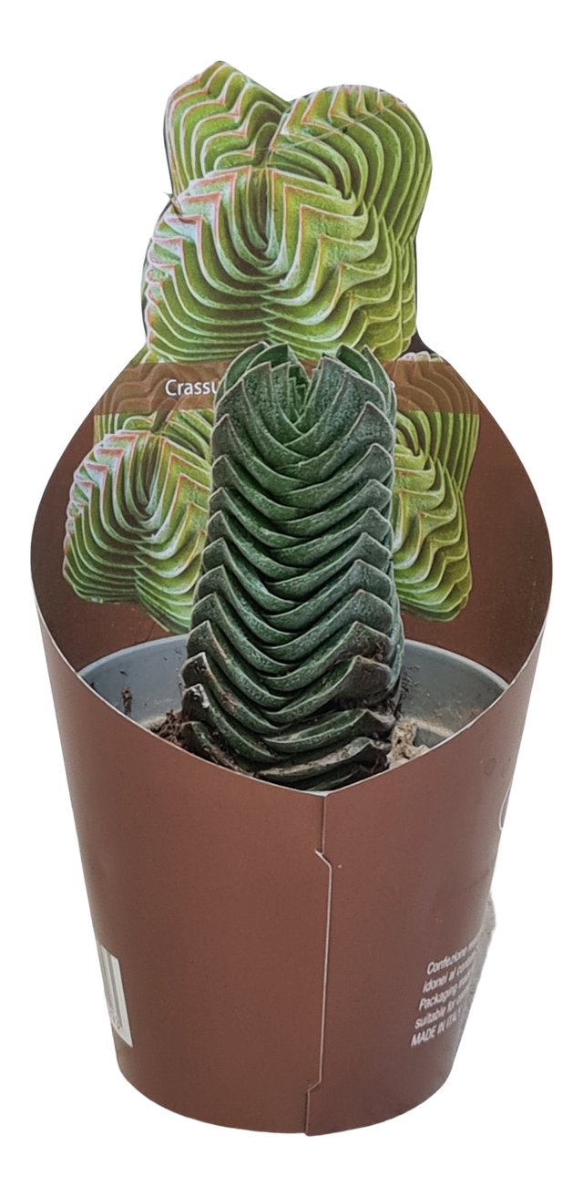 Grubosz Buddha Temple 20 cm