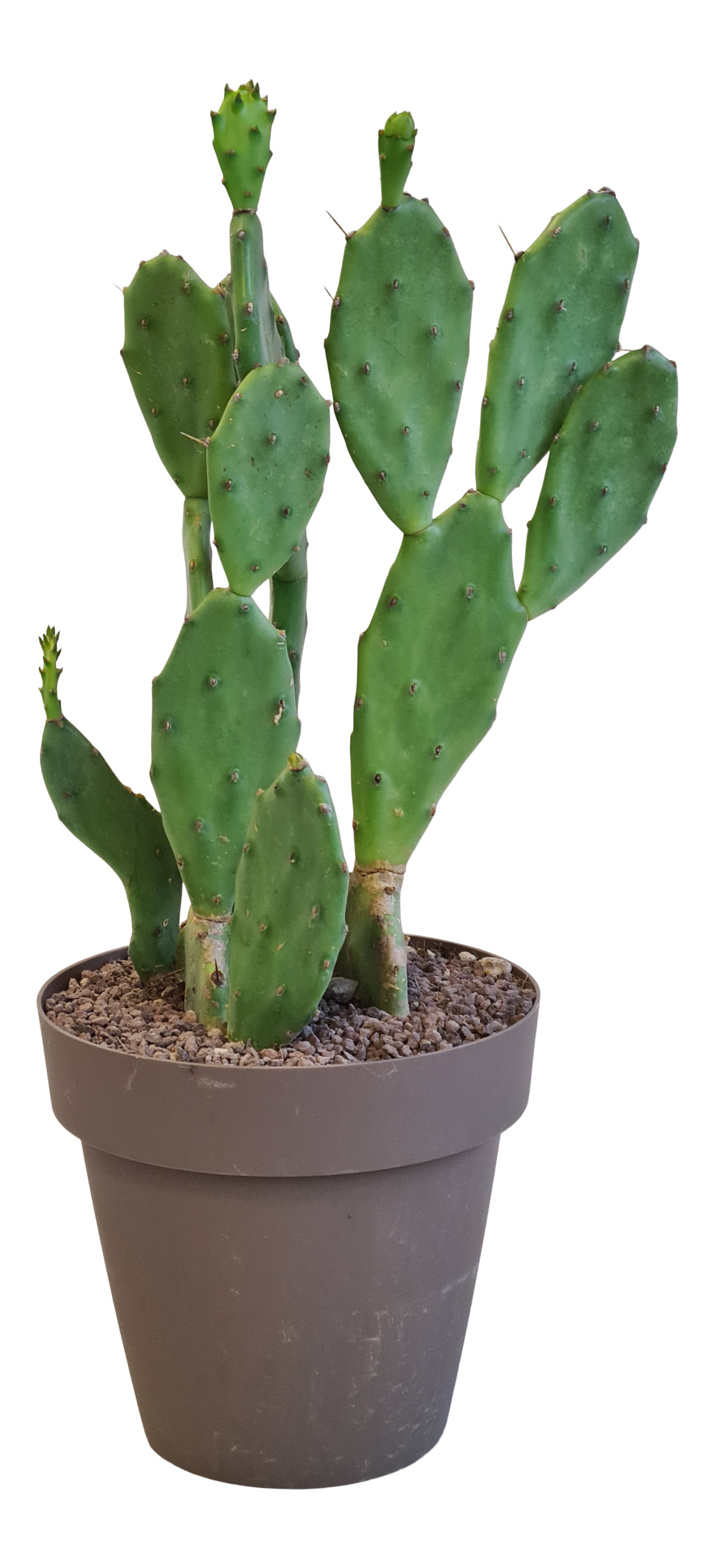 Opuncja Indica 50 cm