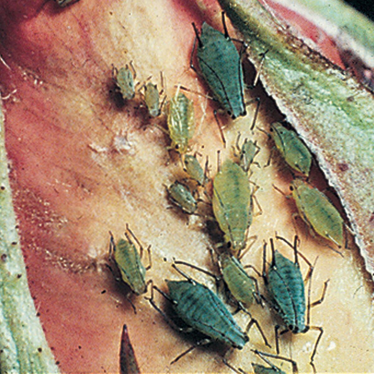 Insetticida naturale FLORTIS 500 ml - 3