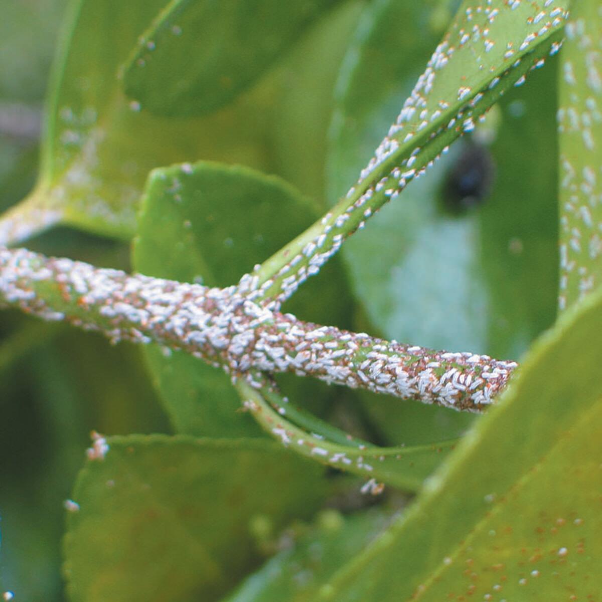 Insetticida naturale FLORTIS Naturae 500 ml - 3