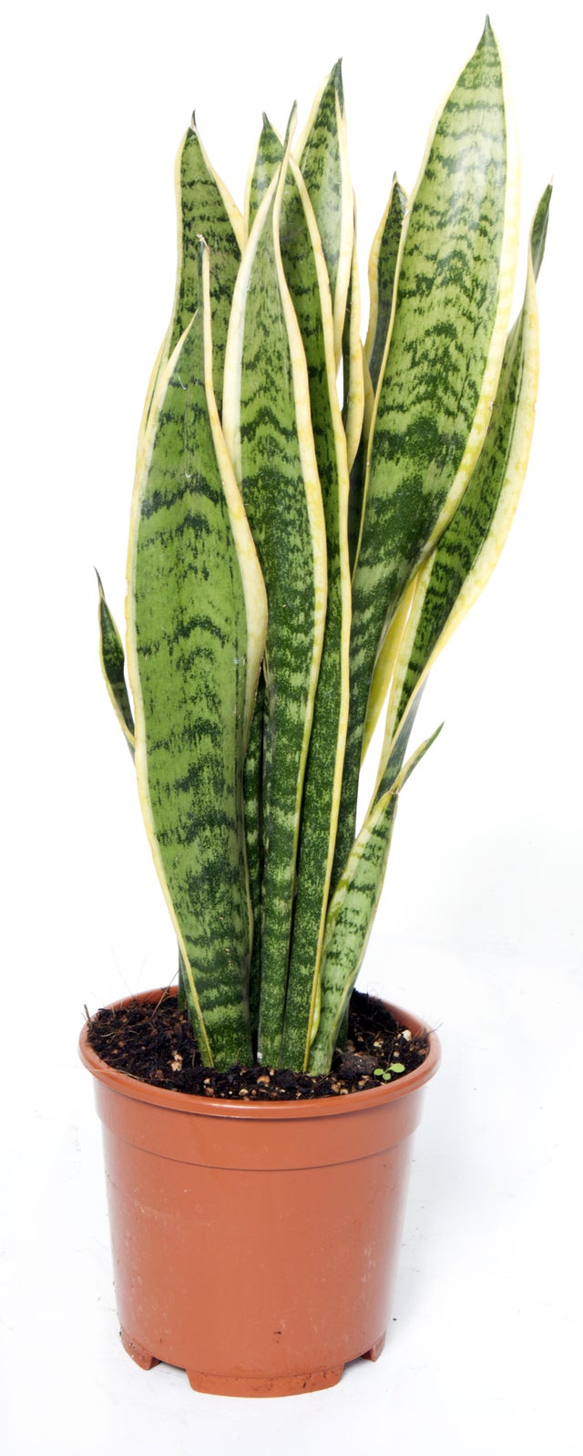 Pianta di sanseveria laurentii da interno vaso ø 14 cm