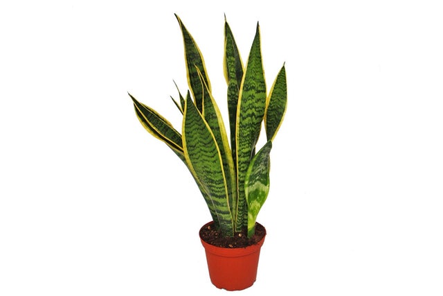 Pianta di sanseveria mix da interno vaso ø 8 cm