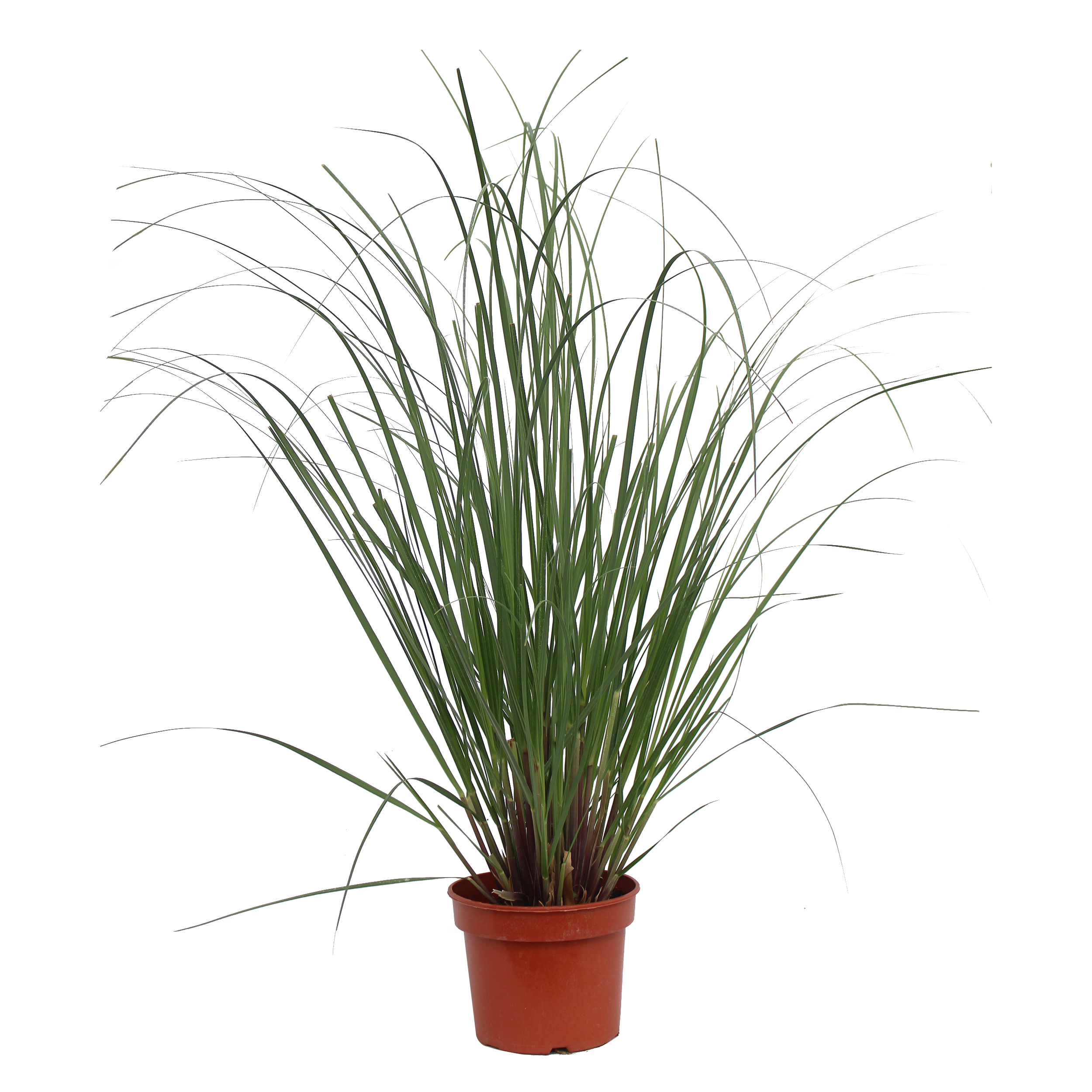Trawa pampasowa Evita 120 - 140 cm