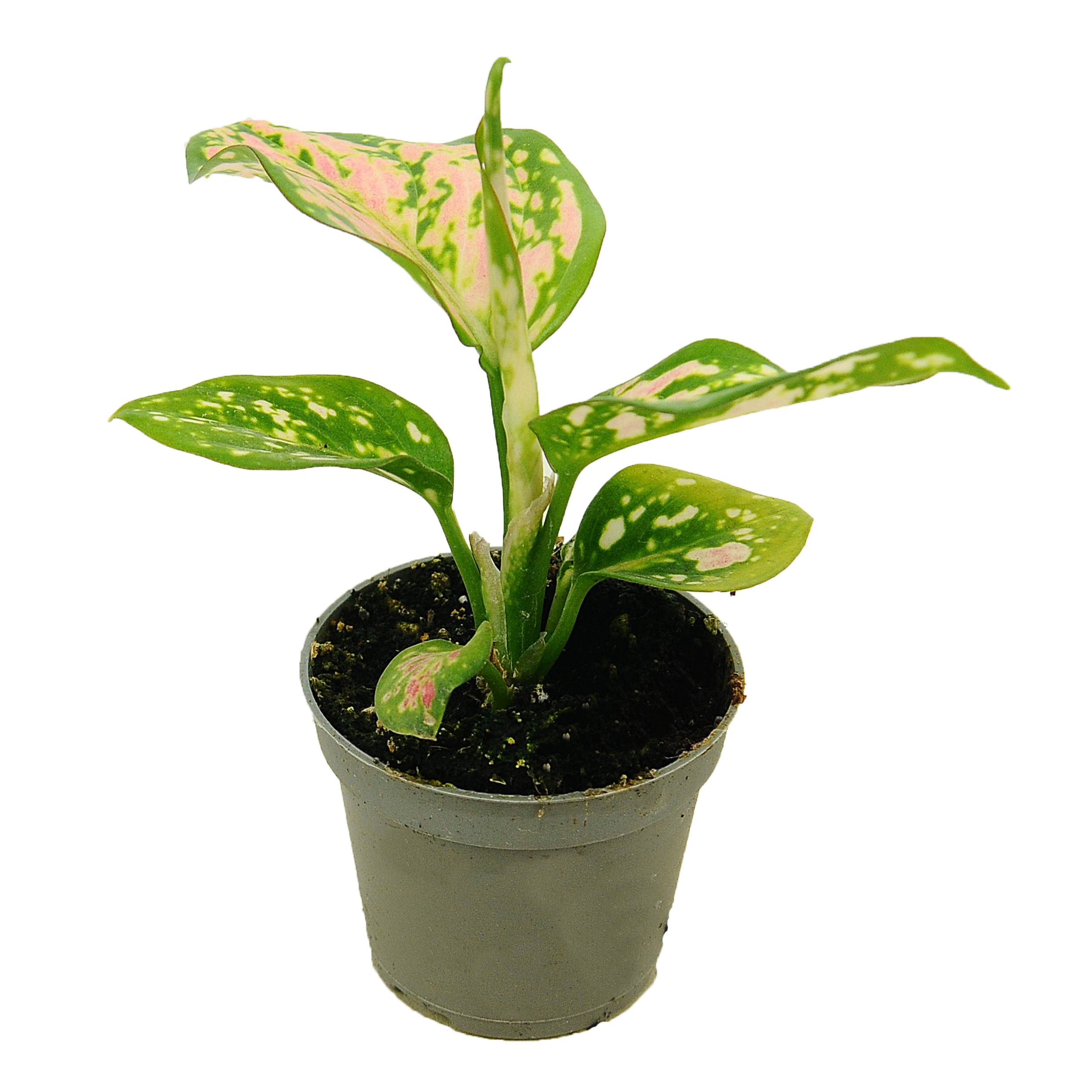 Aglaonema mix 8 cm