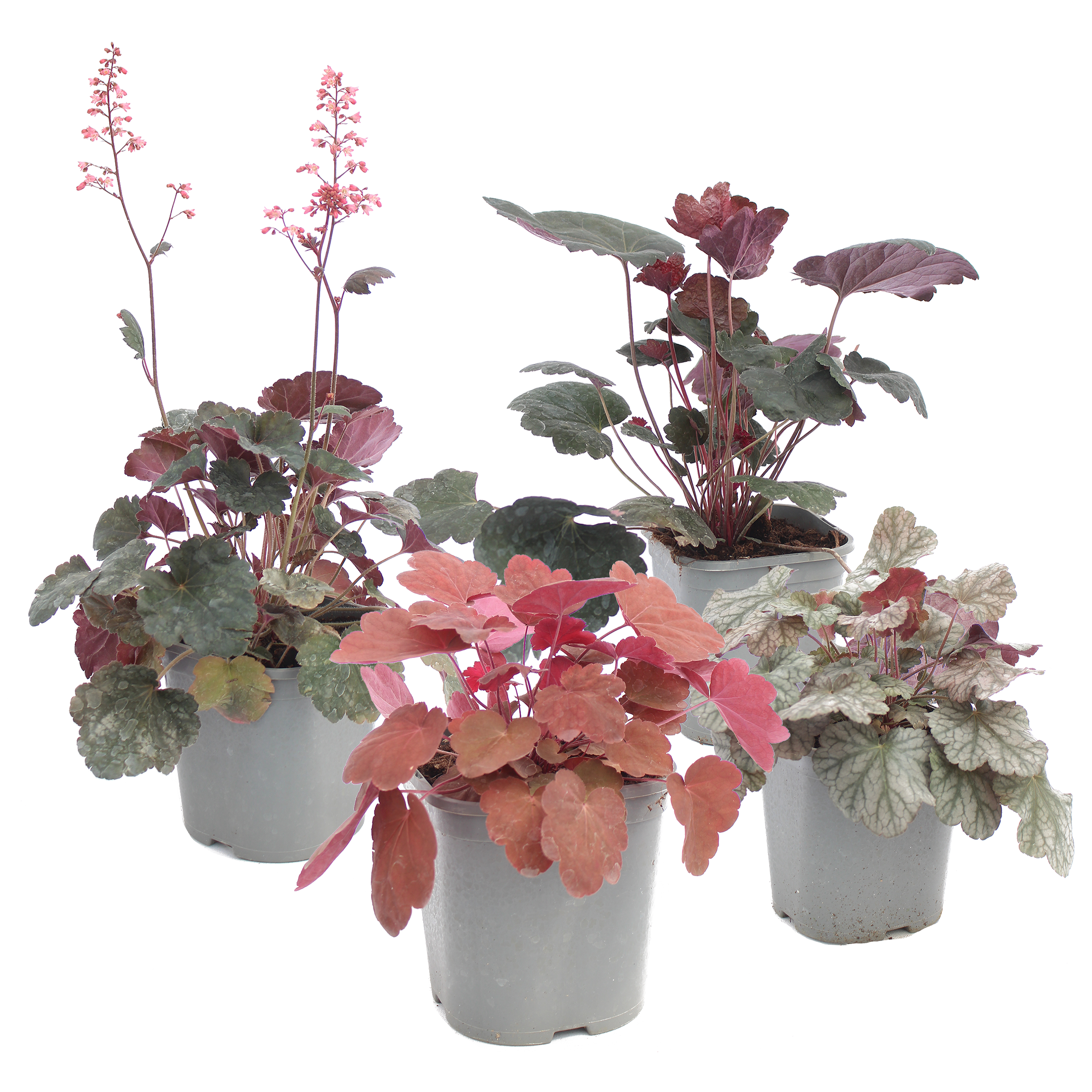 Żurawka mix 30 cm