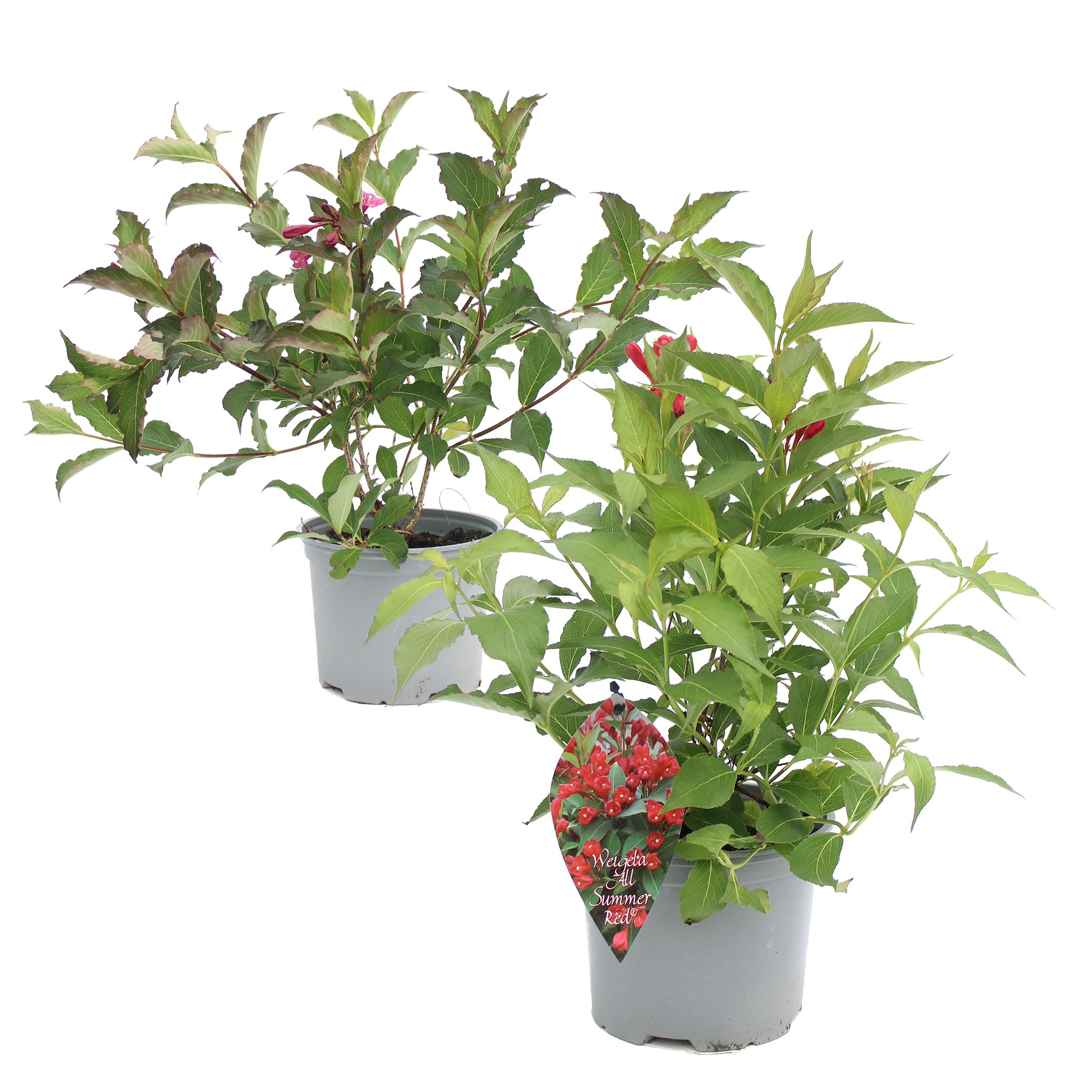 Krzewy kwitnące mix 60 cm Kwitnące Ogrody