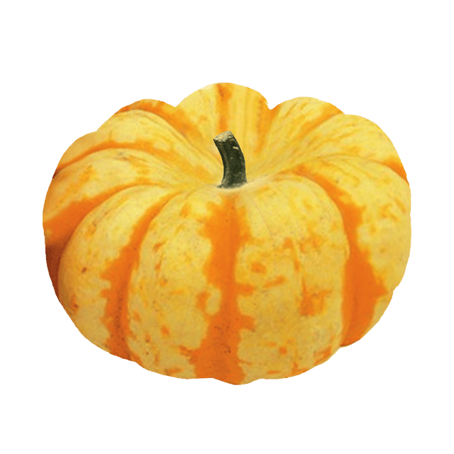 Dynia ozdobna Sweet Lightning 8-10 cm