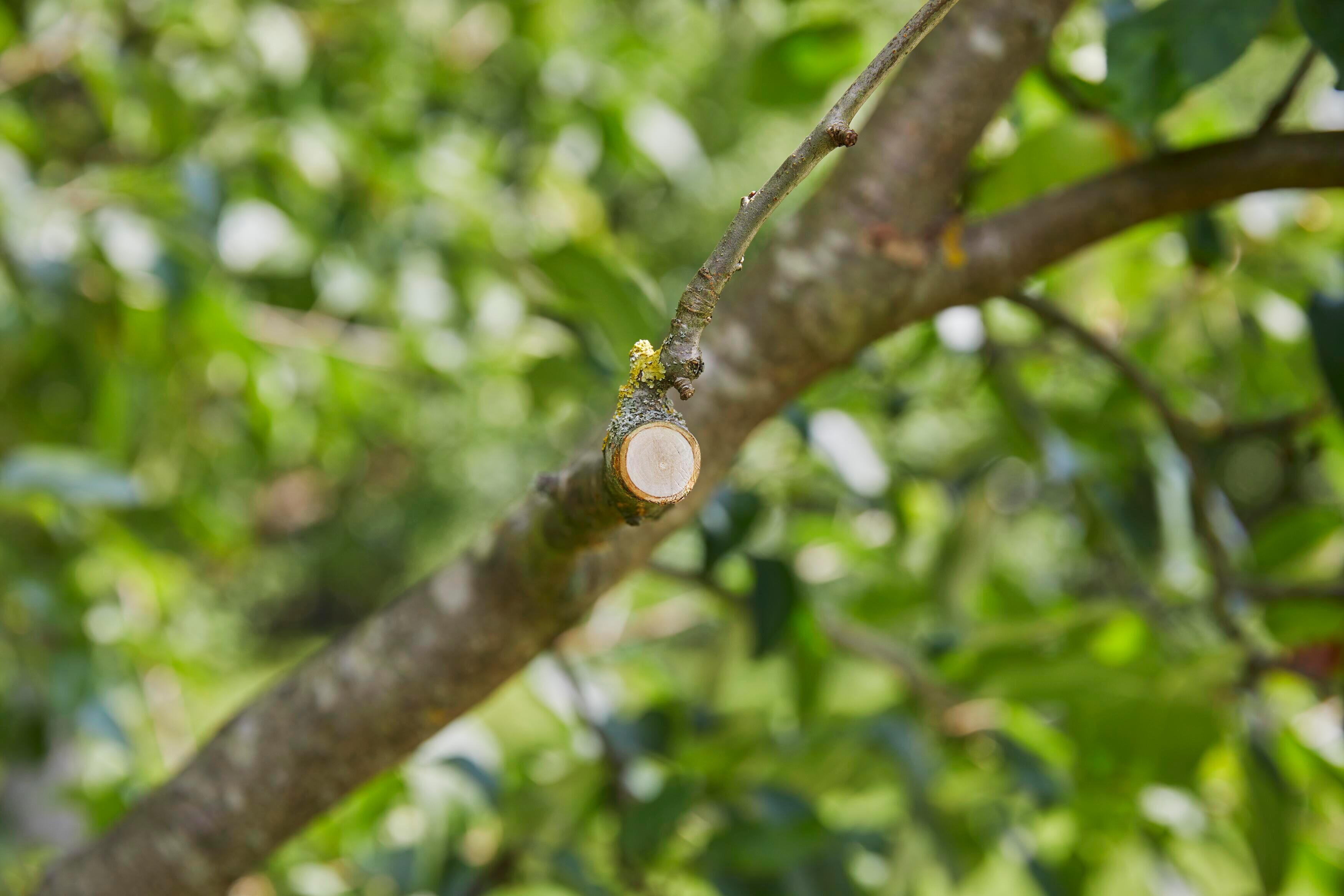 Cesoie potatura a batteria da giardino GARDENA a batteria AssistCut 3.6V, 1 batteria inclusa - 3
