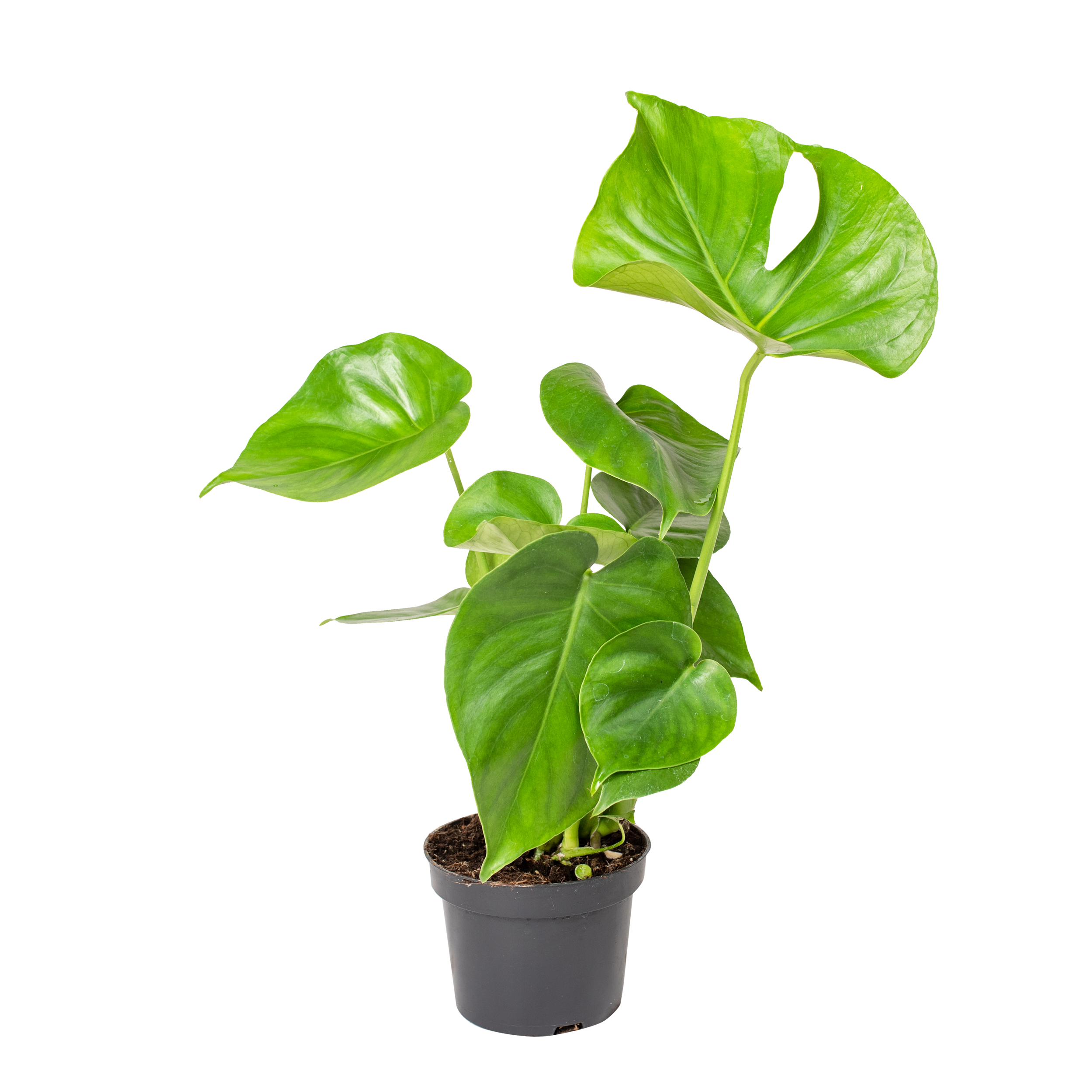 Monstera Deliciosa 30-35 cm